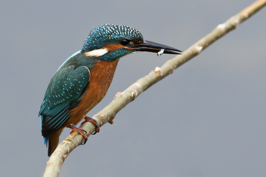 Kingfisher .....