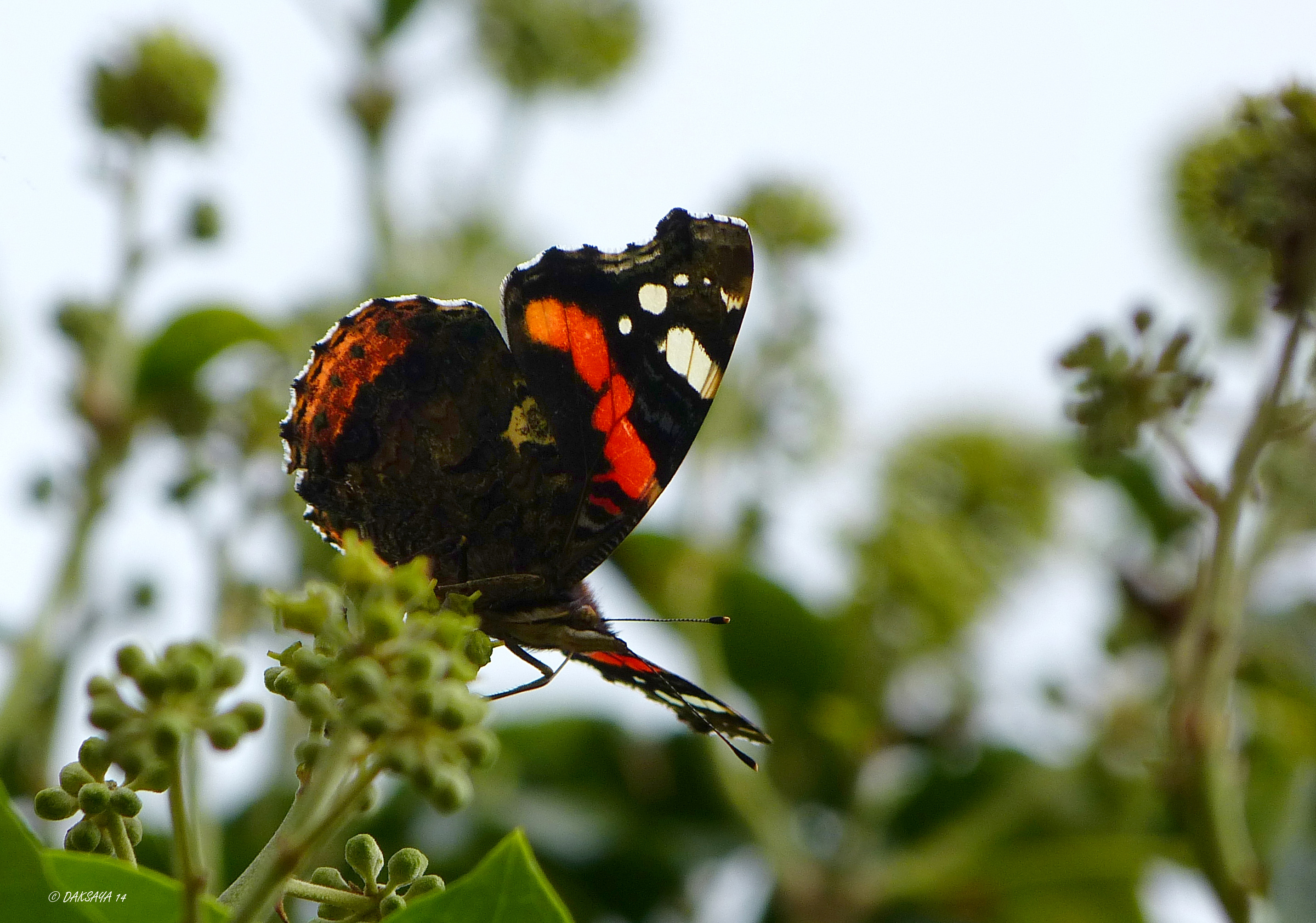 Atalanta op hedera