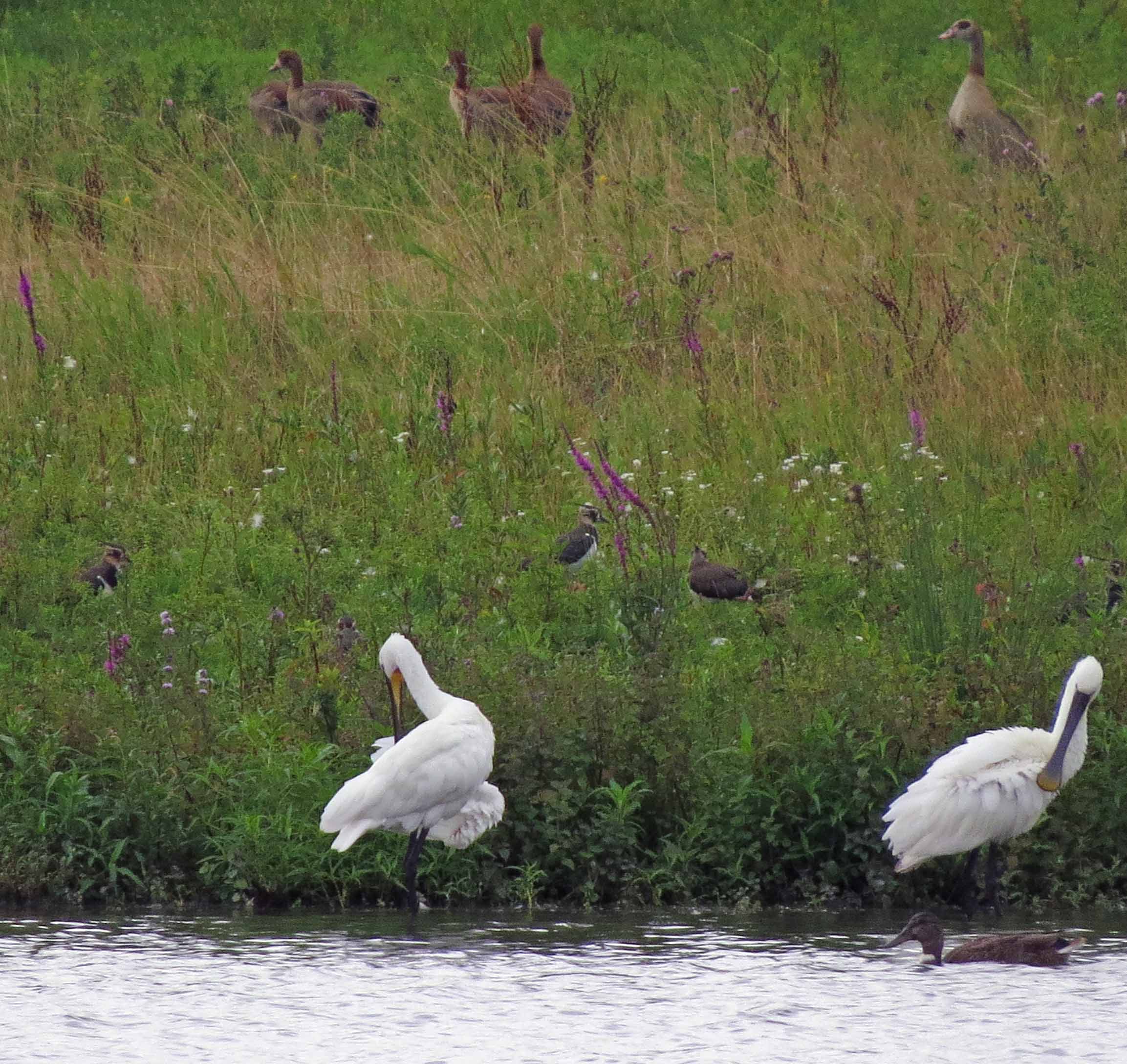Wat een diversiteit aan de Linge-oever