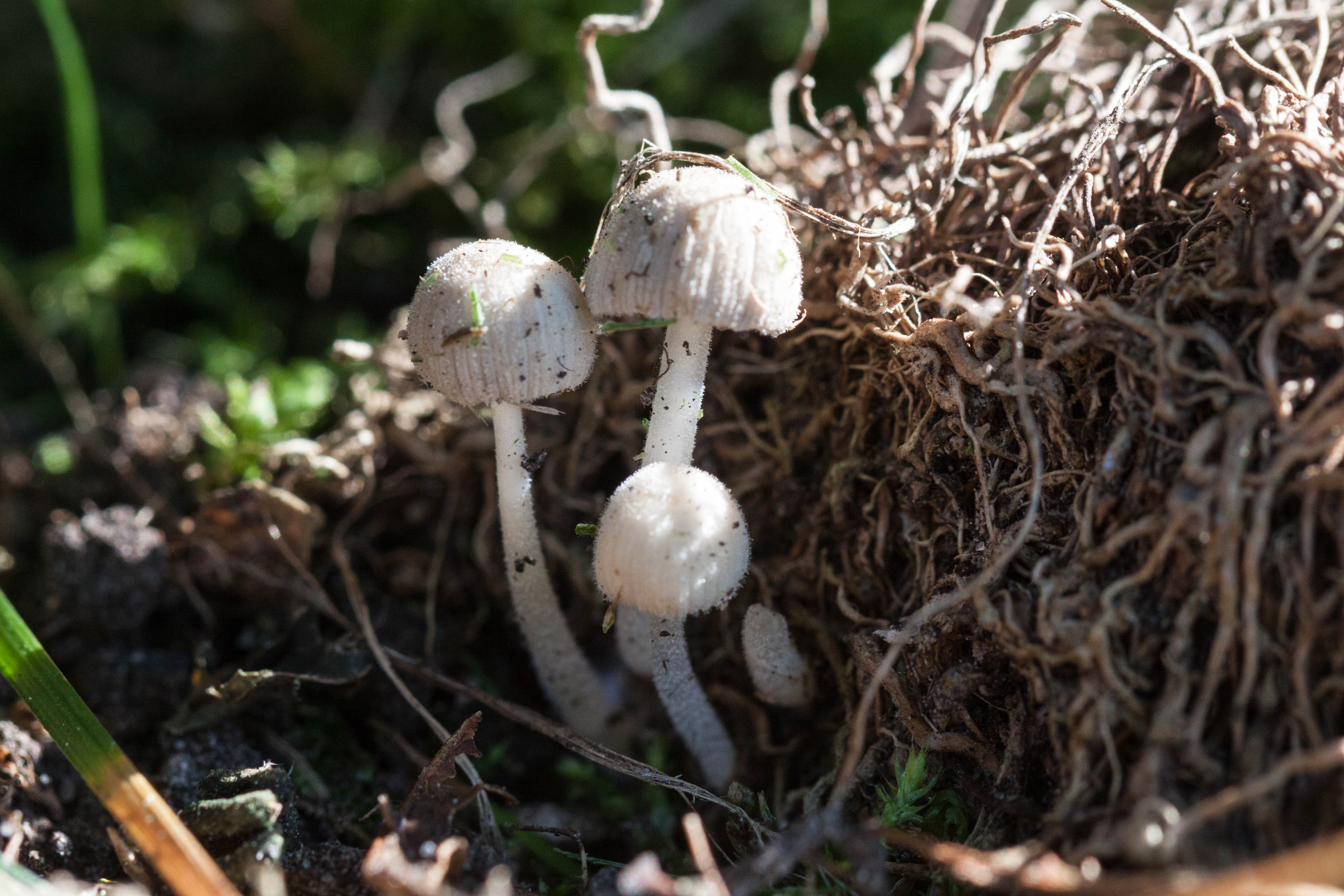 hele kleine paddestoel