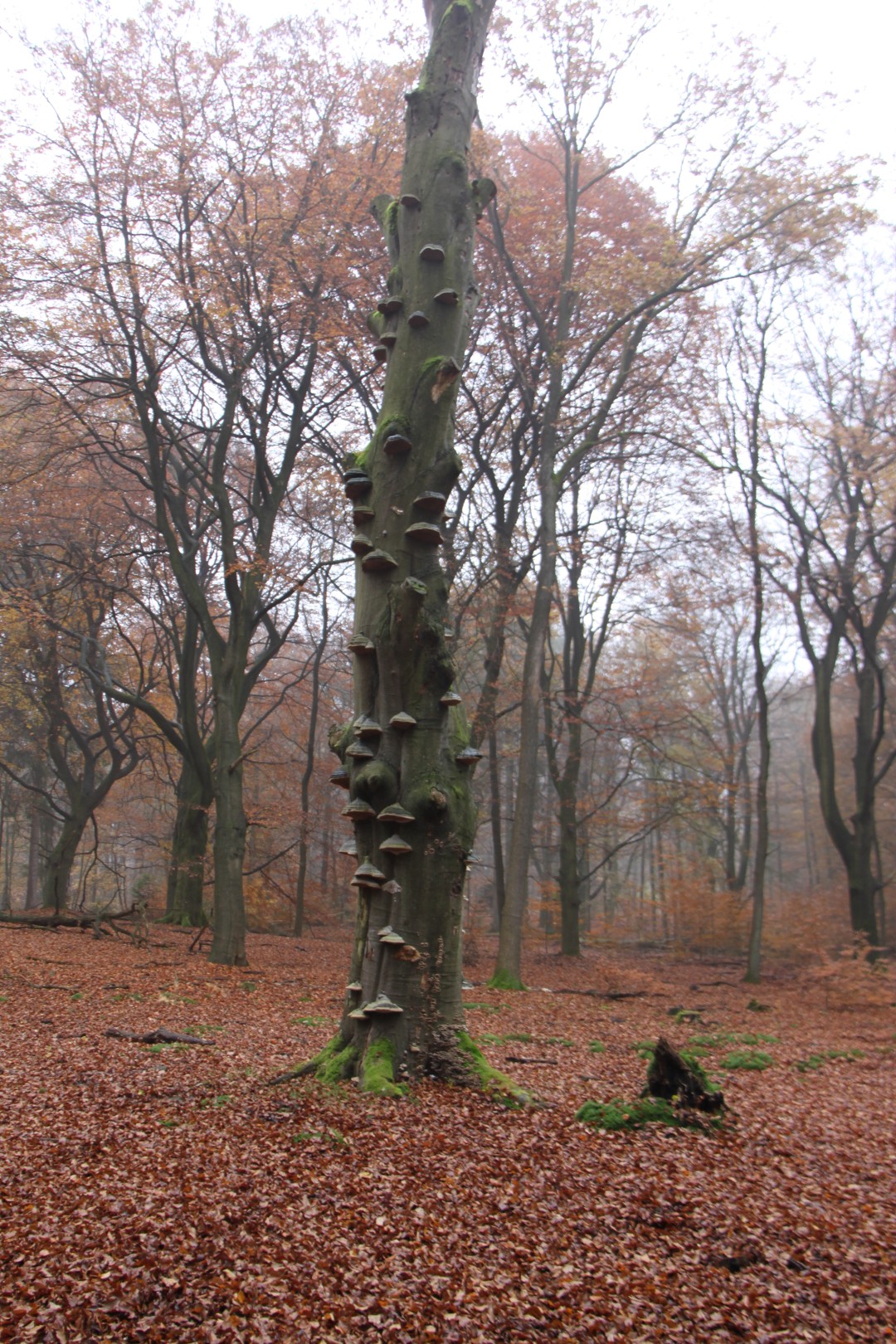 Boom met elfenbankjes