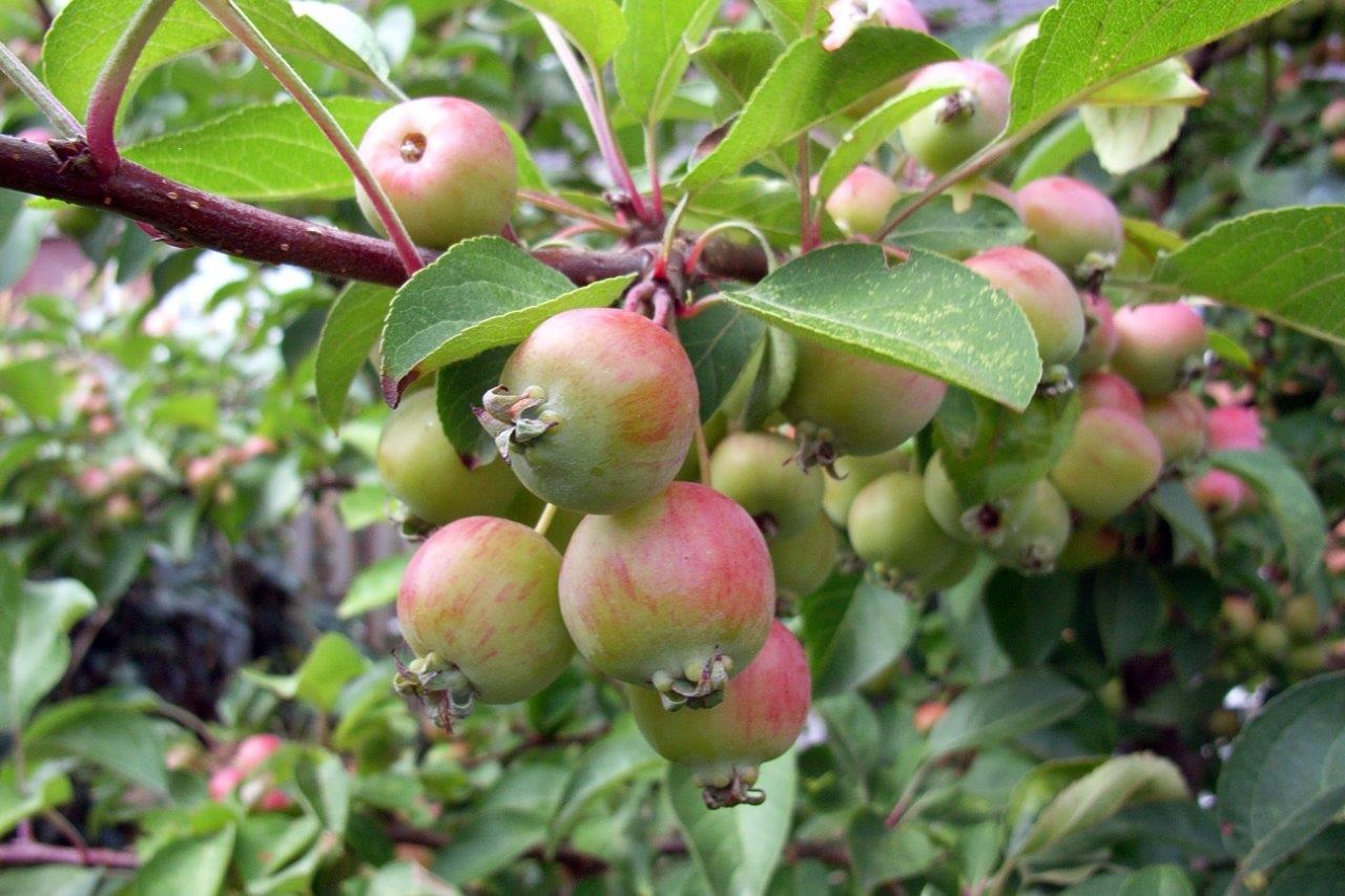 Malus 2
