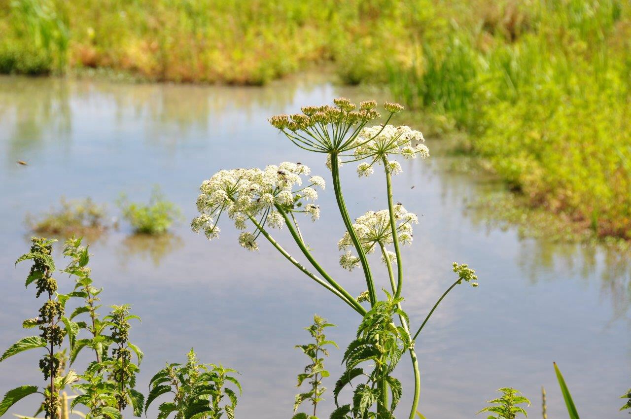 Langs de Kromme Rijn