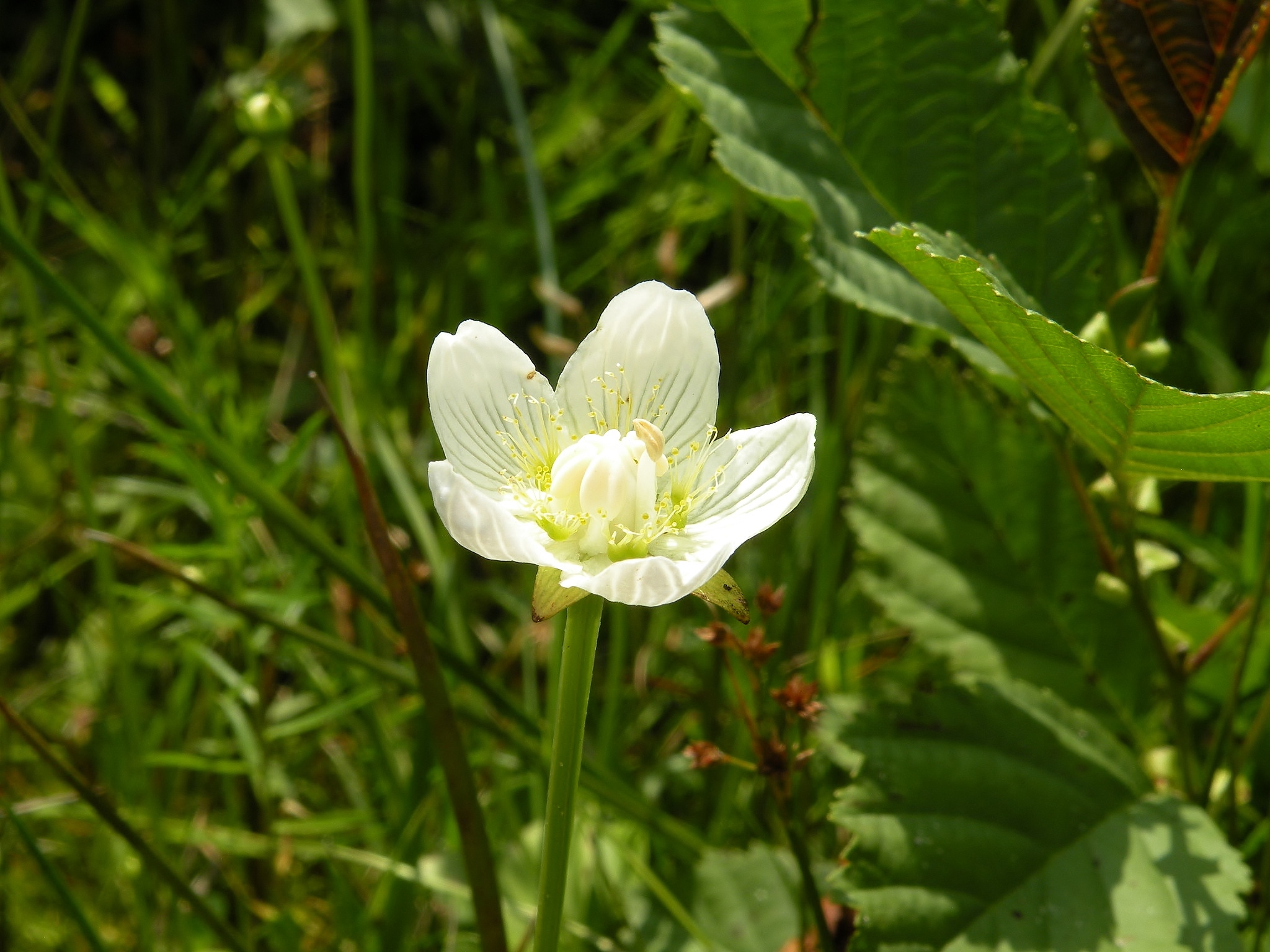 Parnassia