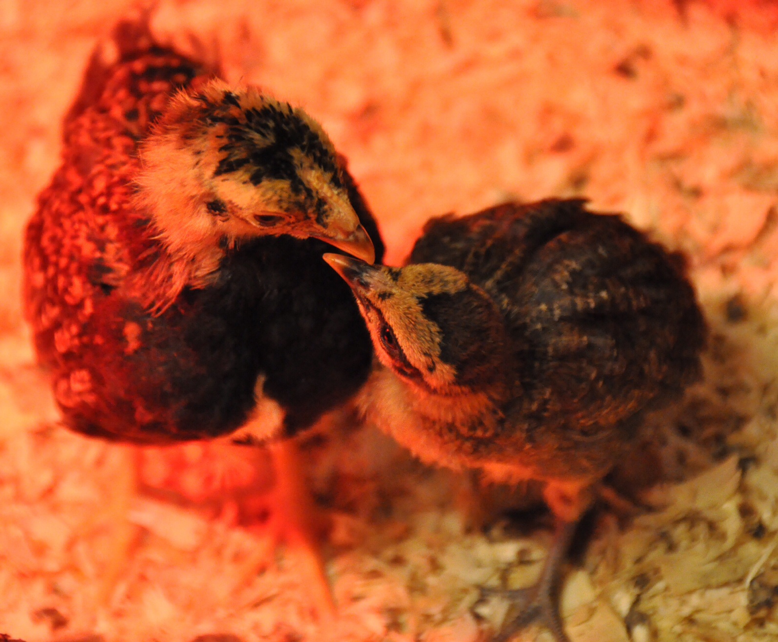 Ongeveer een week oud