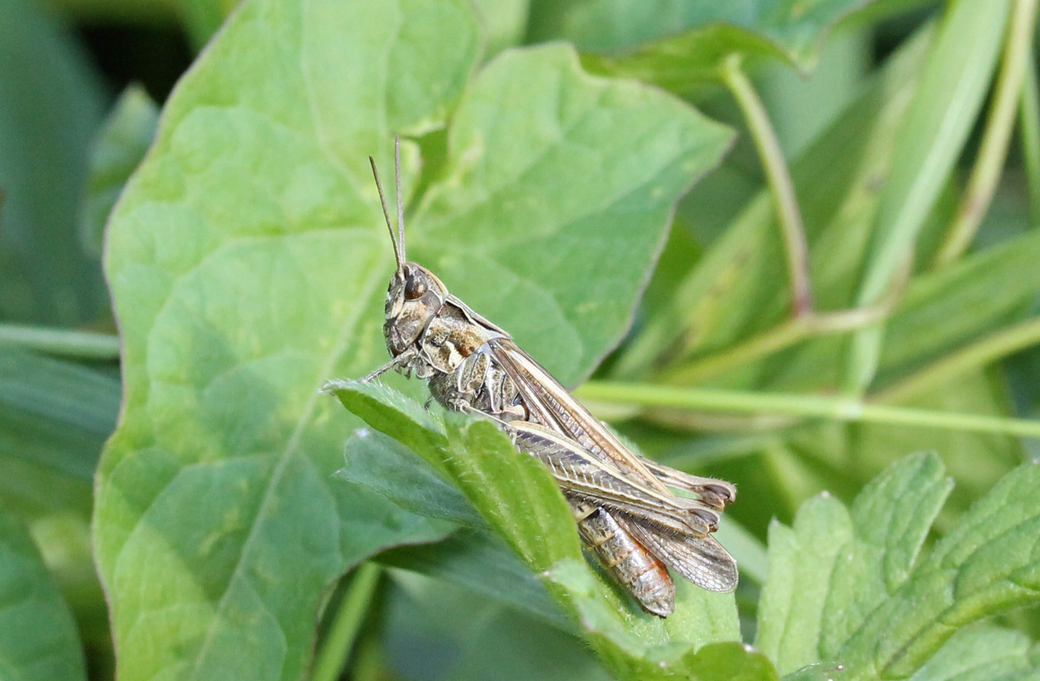 Bruine sprinkhaan