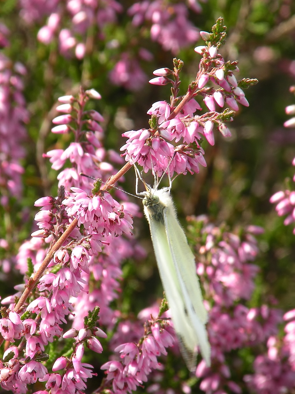 Op de grote "stille" heide