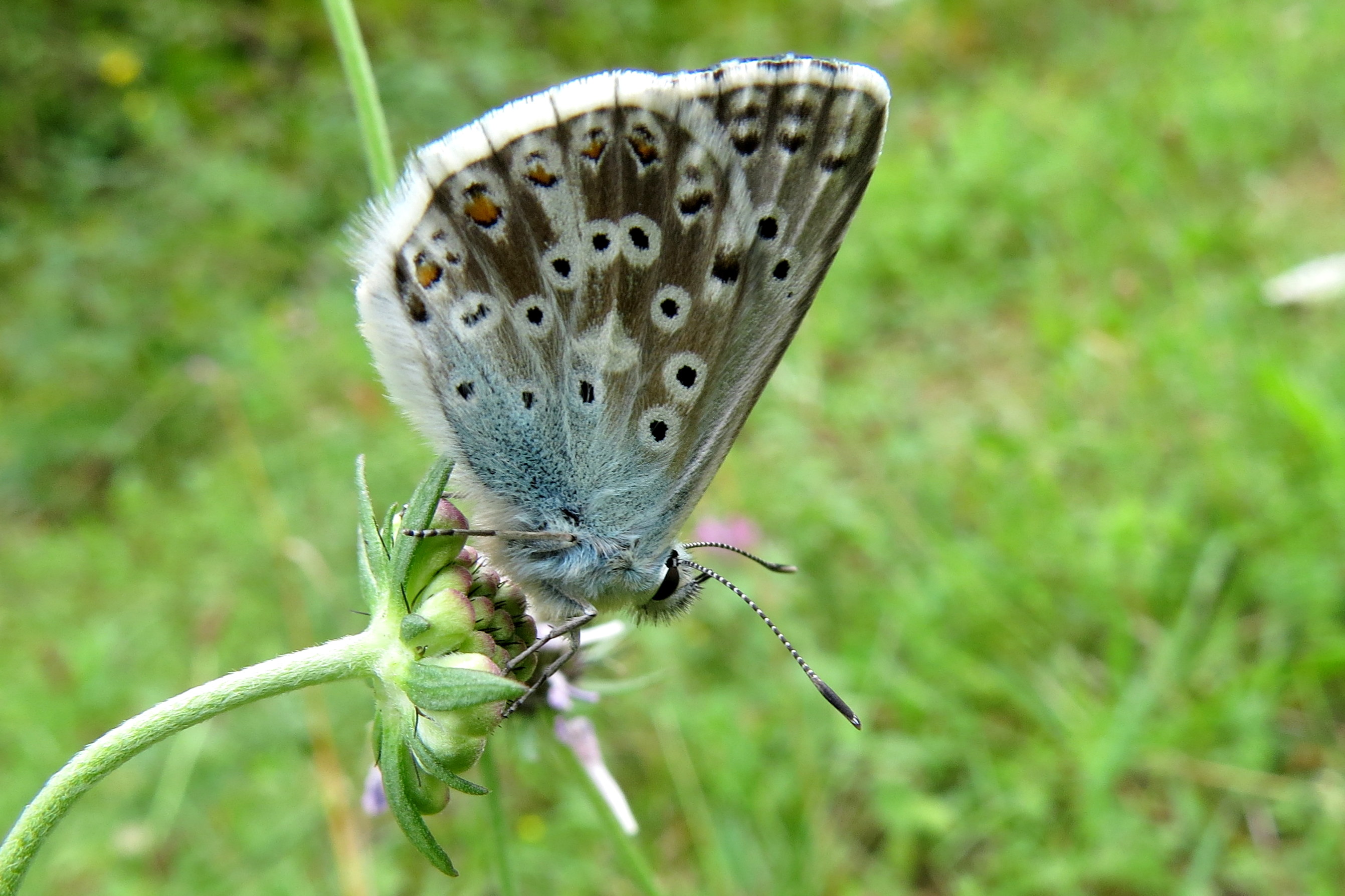 Balancerend in de wind