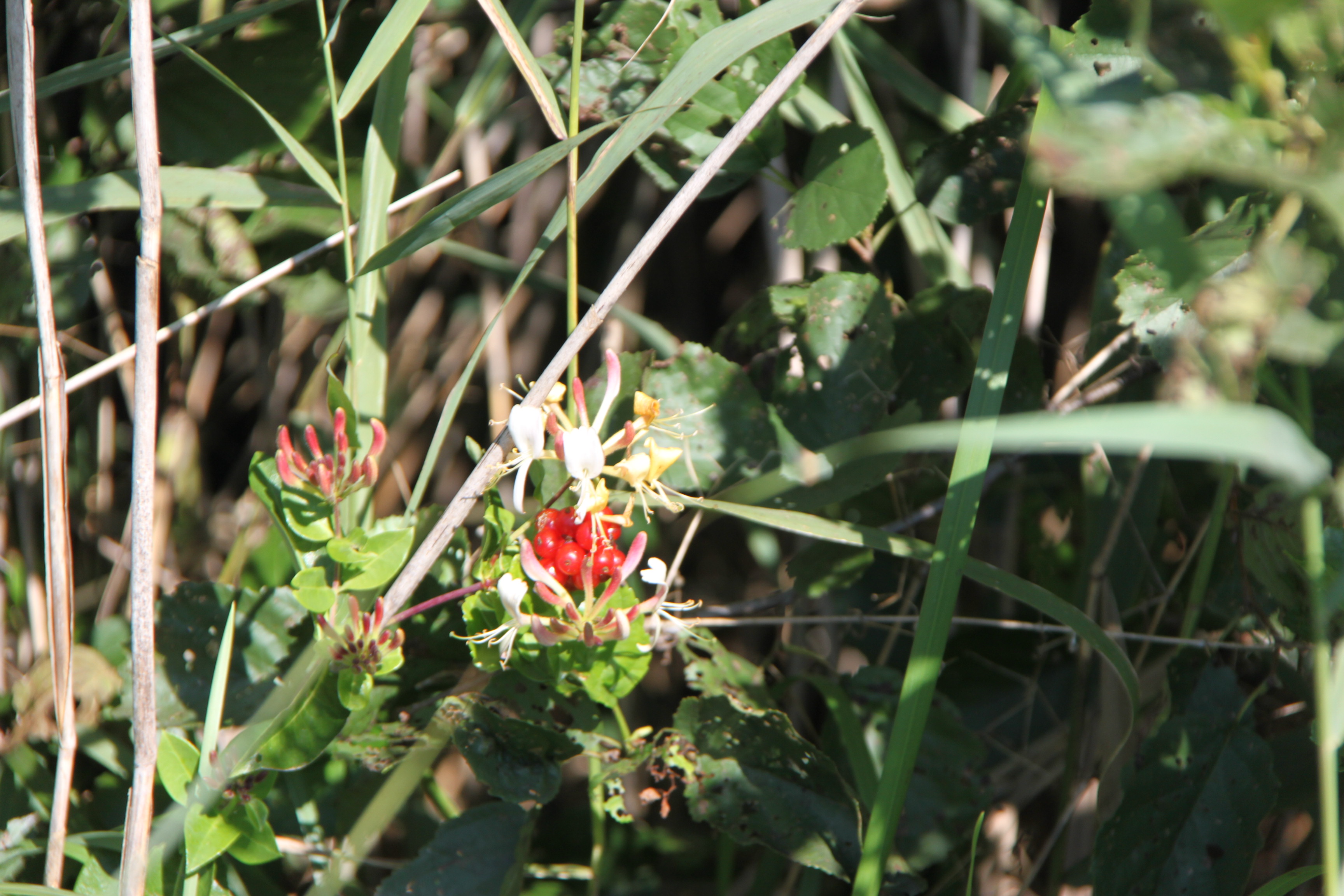Kamperfoelie rode bessen