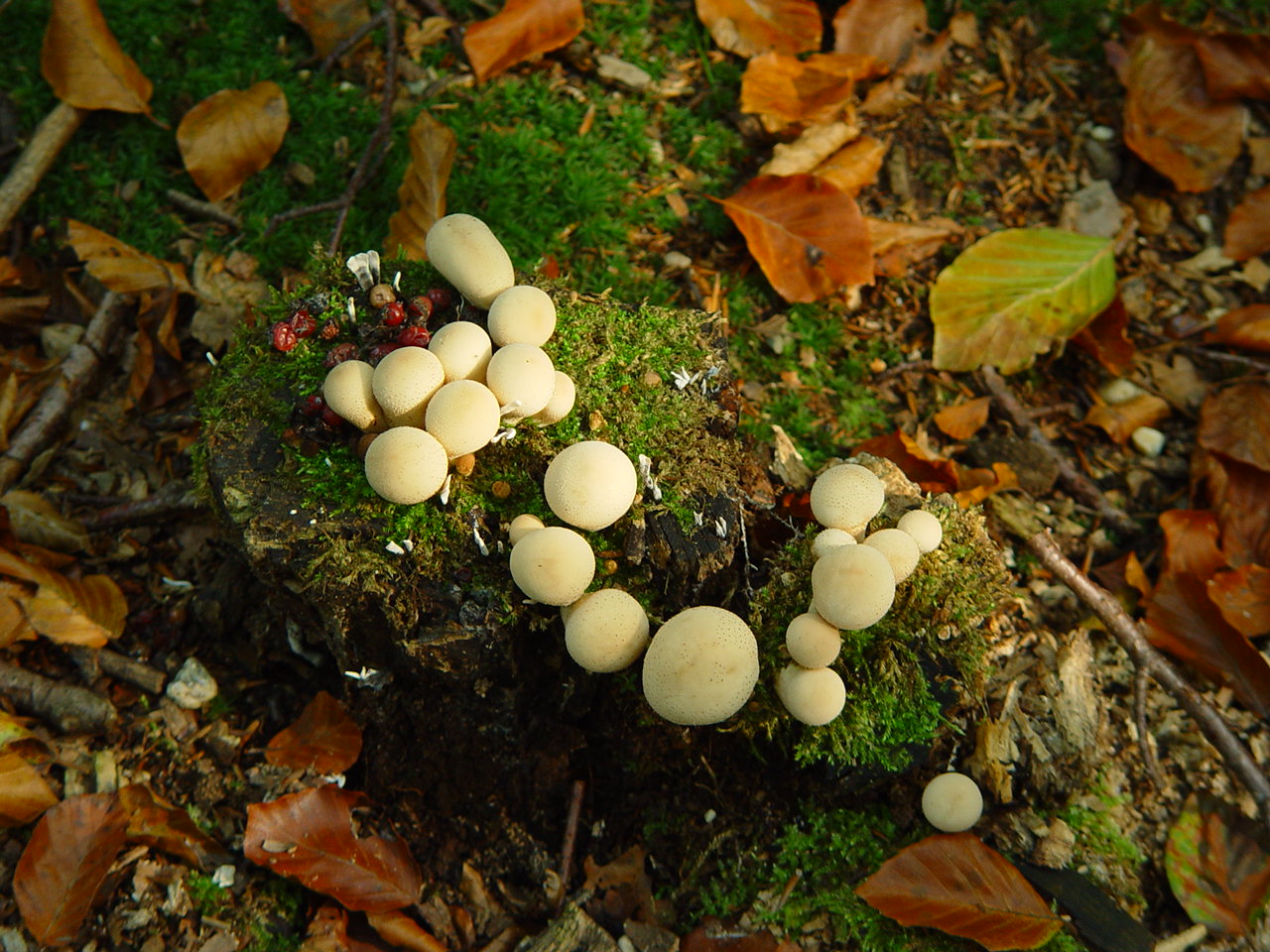 Paddenstoelen