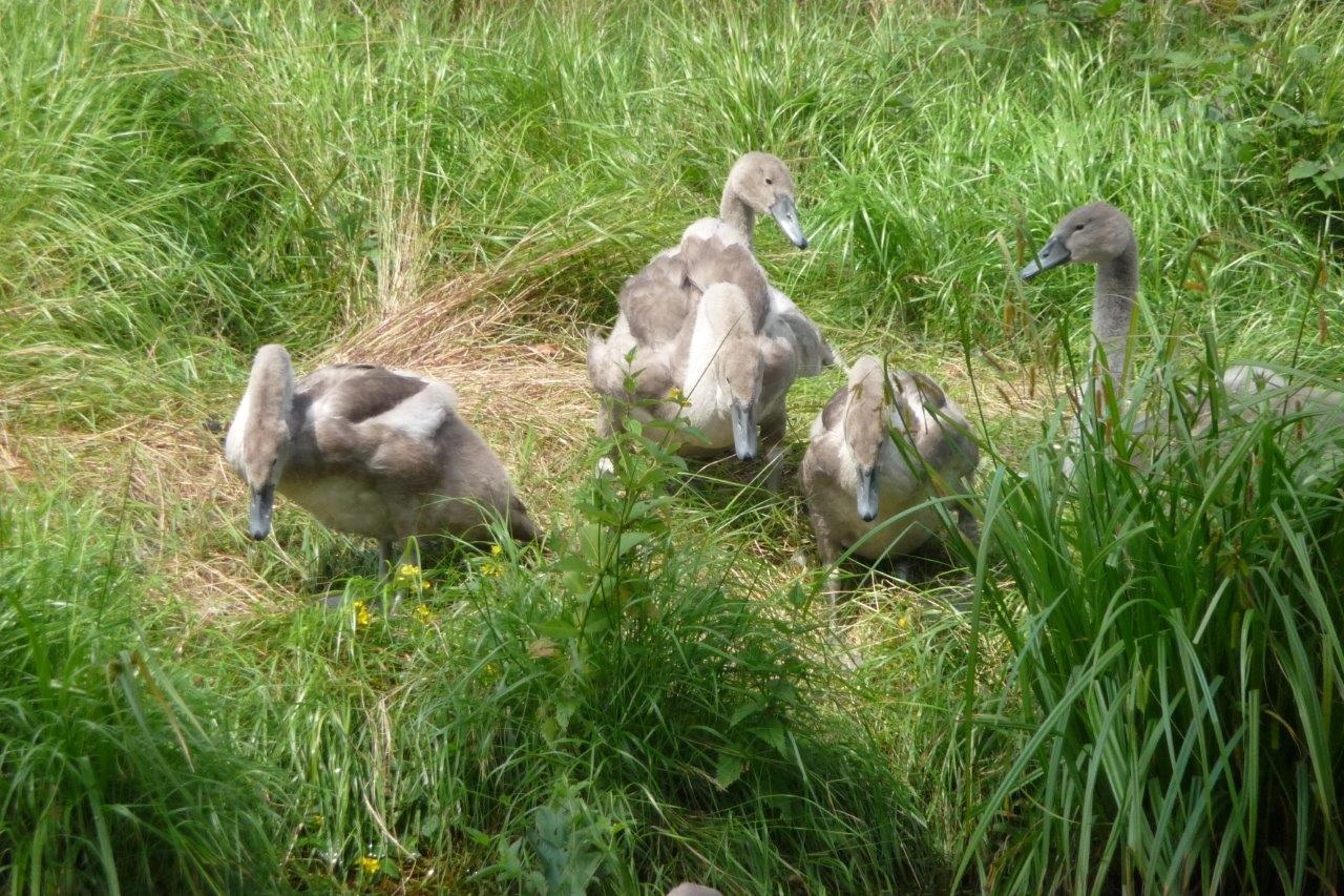 Kleintjes worden groot 3