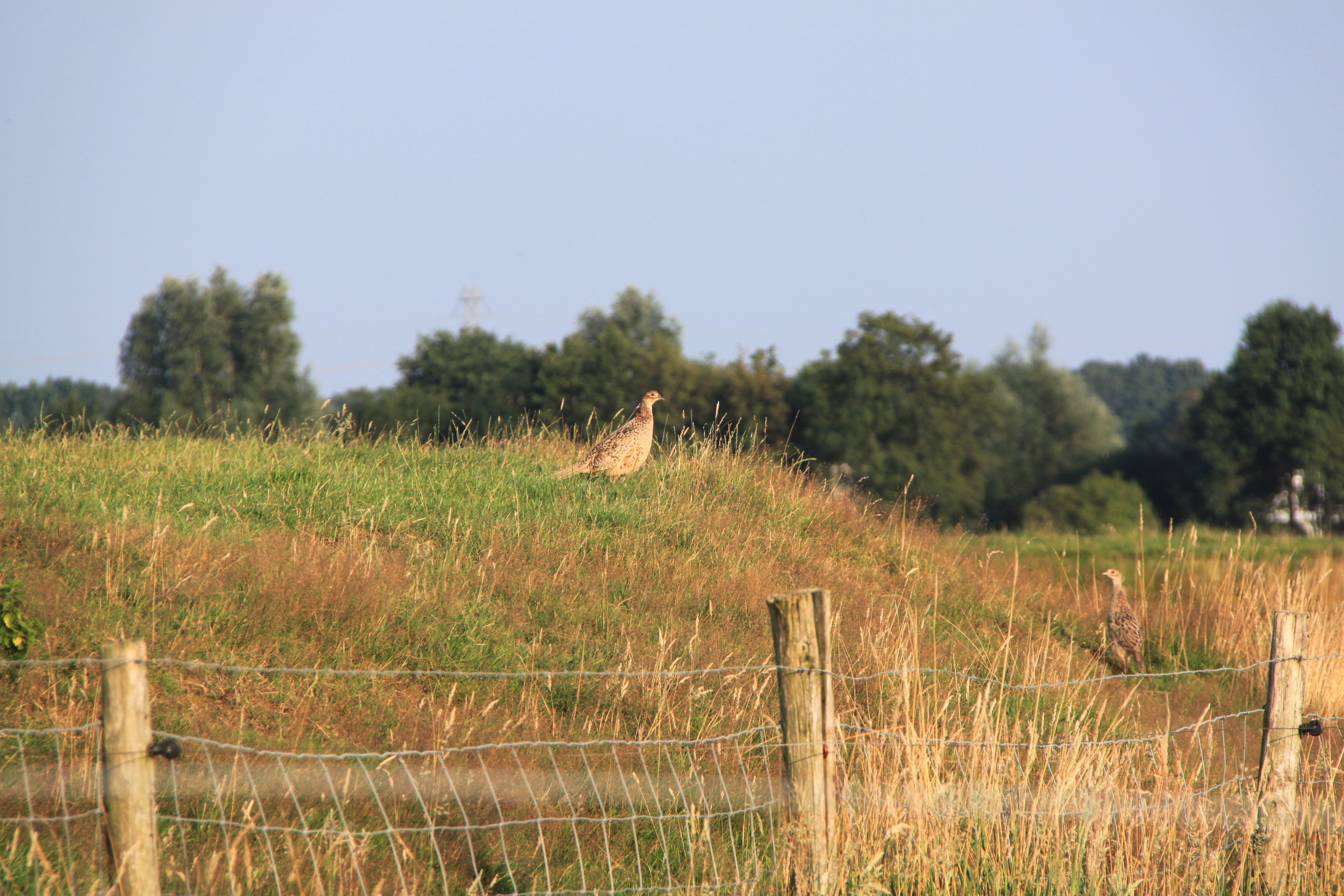 2  Vrouwtjes Fazanten
