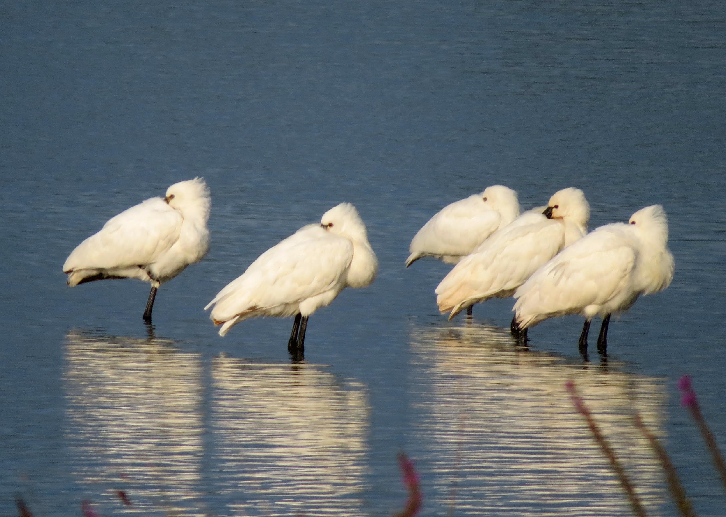 Lepelaars in de avondzon