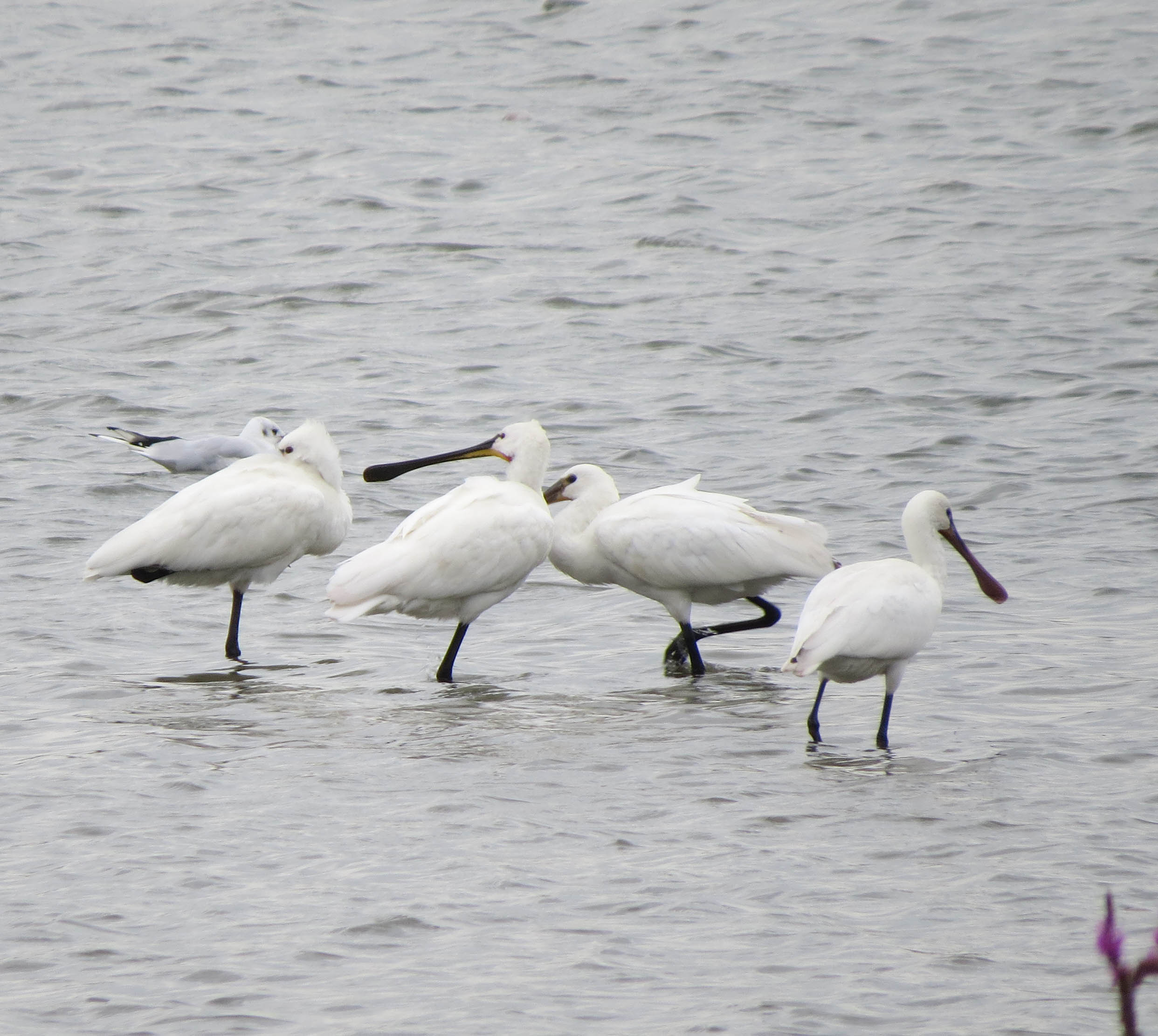 Lepelaars langs de Linge (1)