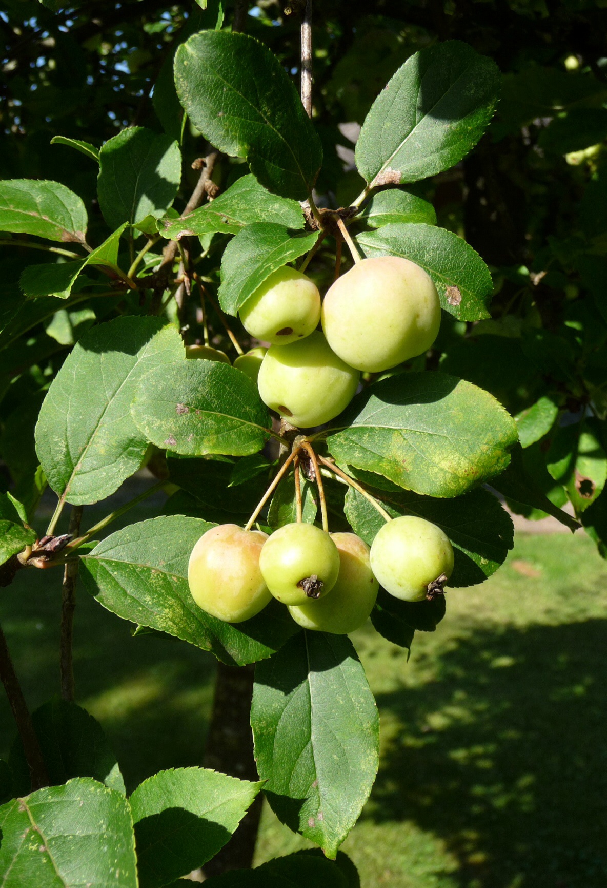 Malus appeltjes