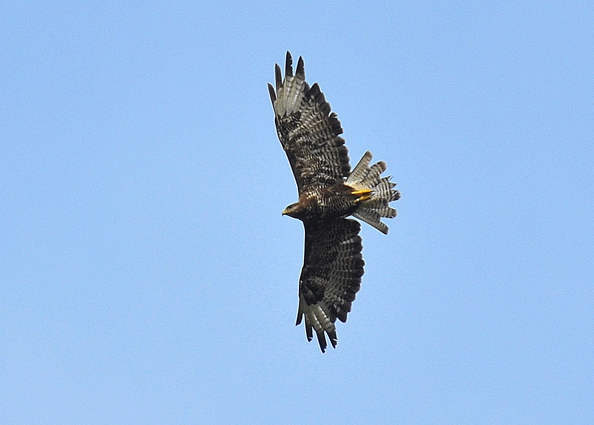 Buizerd.