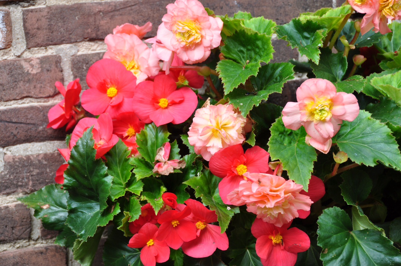 Begonias