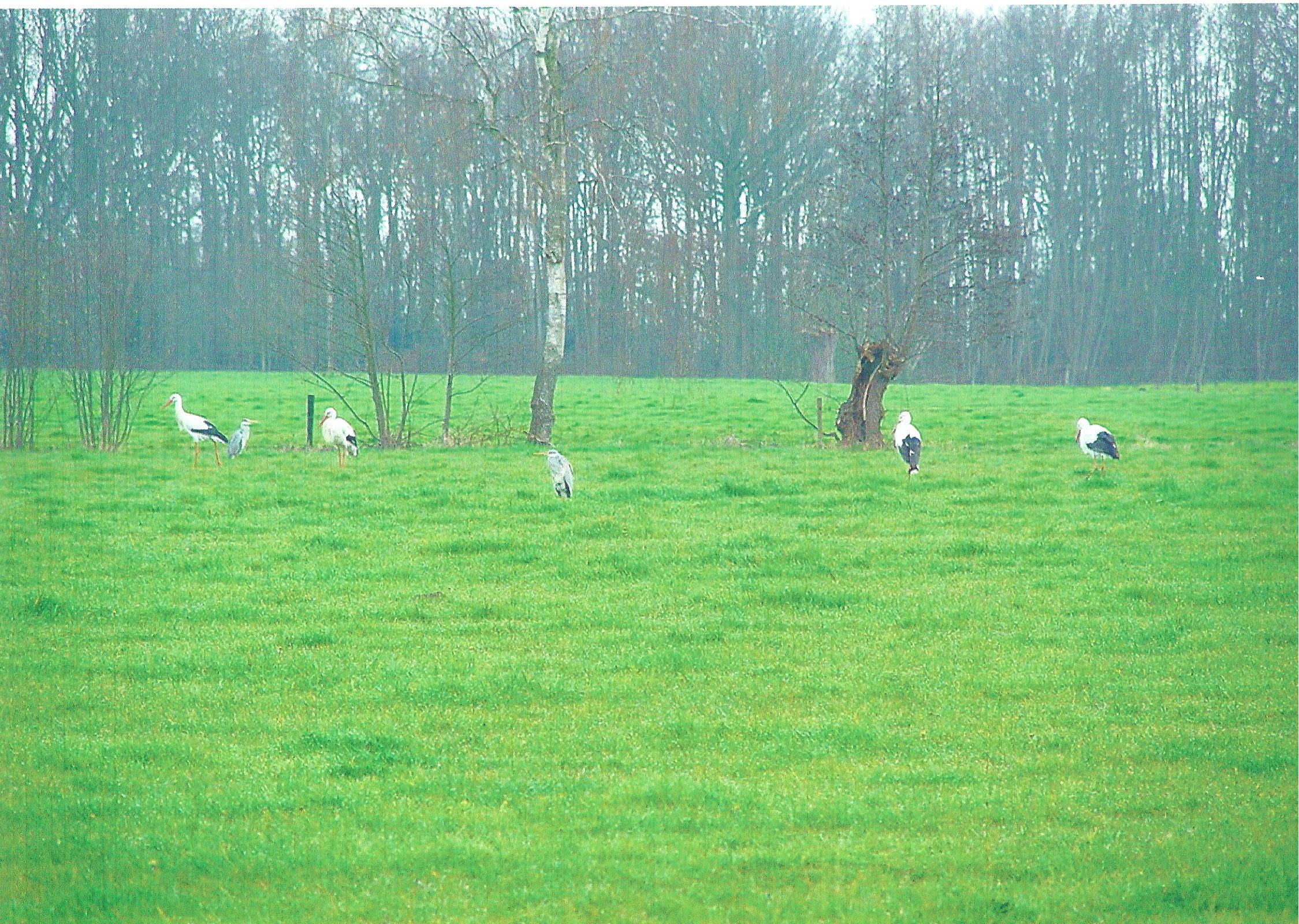 Ooievaars en reigers