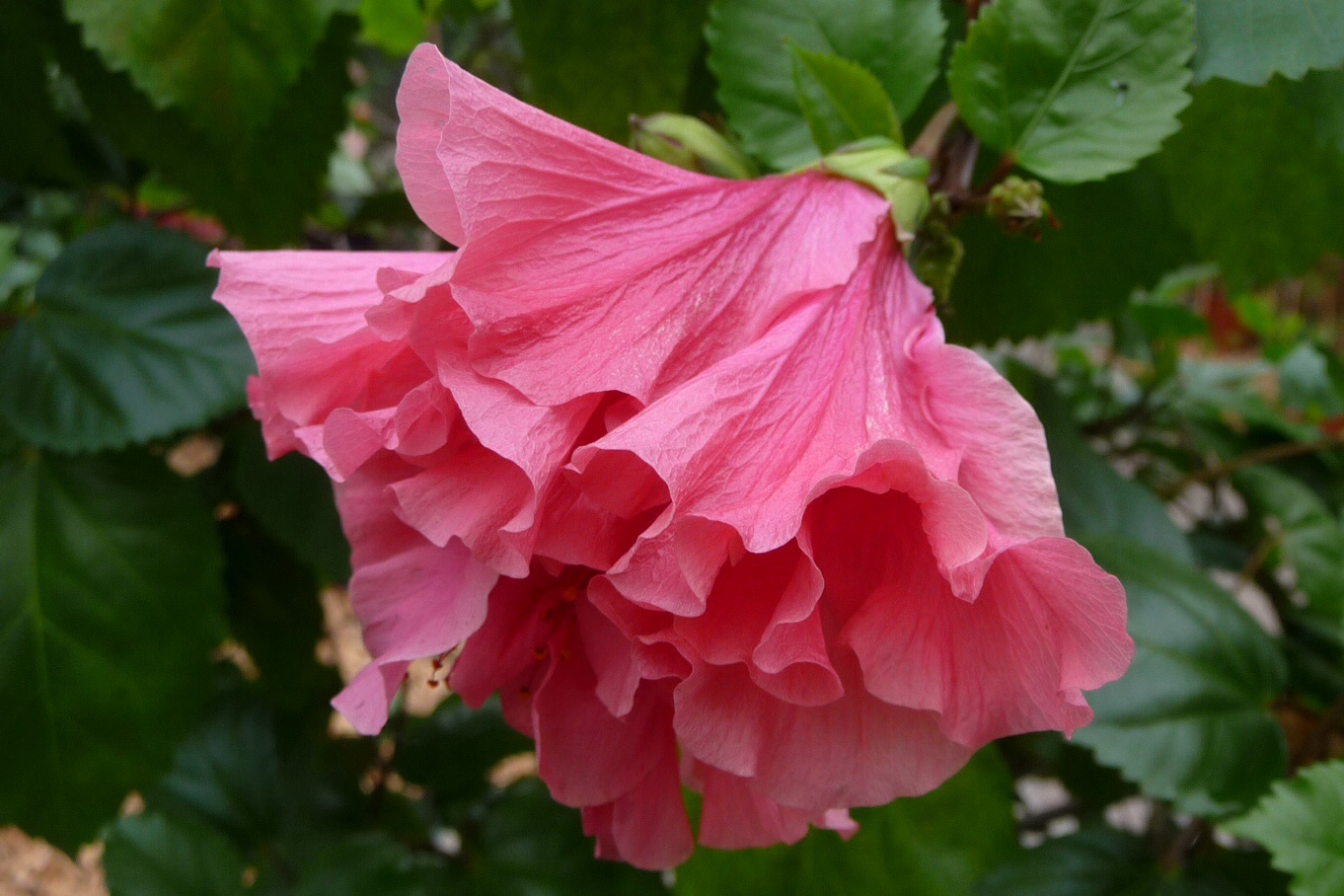 Hibiscus 2