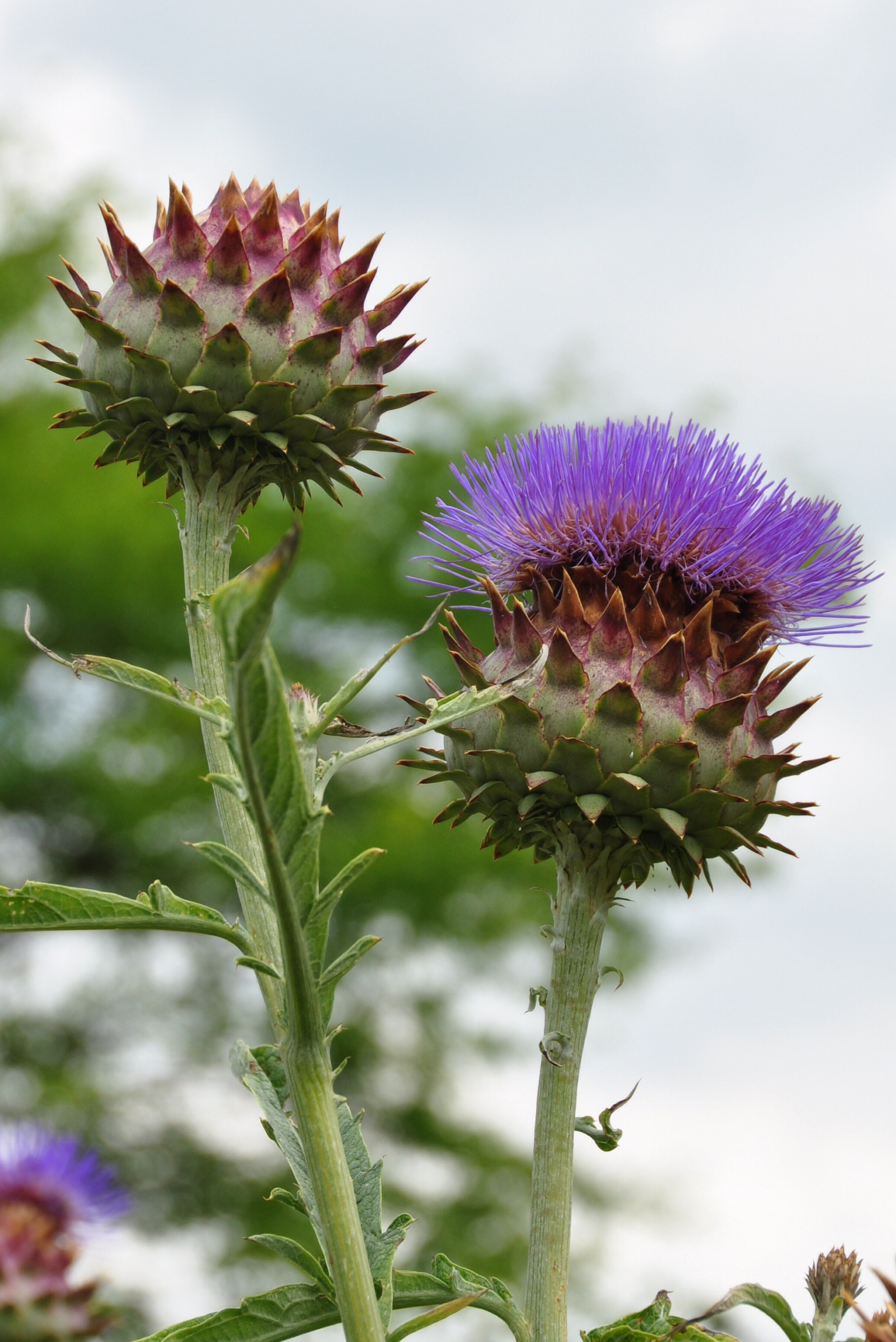 Distel 2