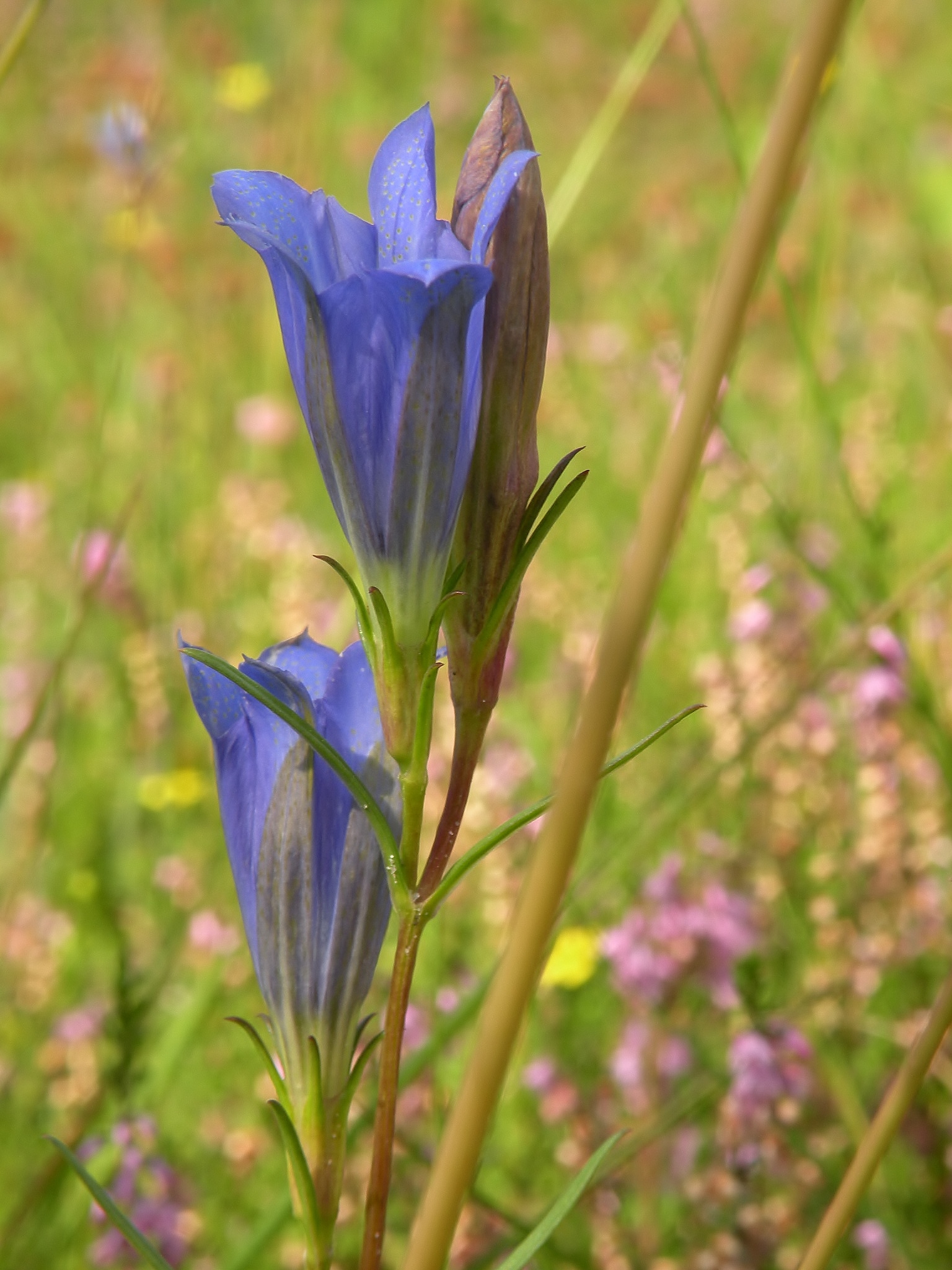 Gentiaan tussen...