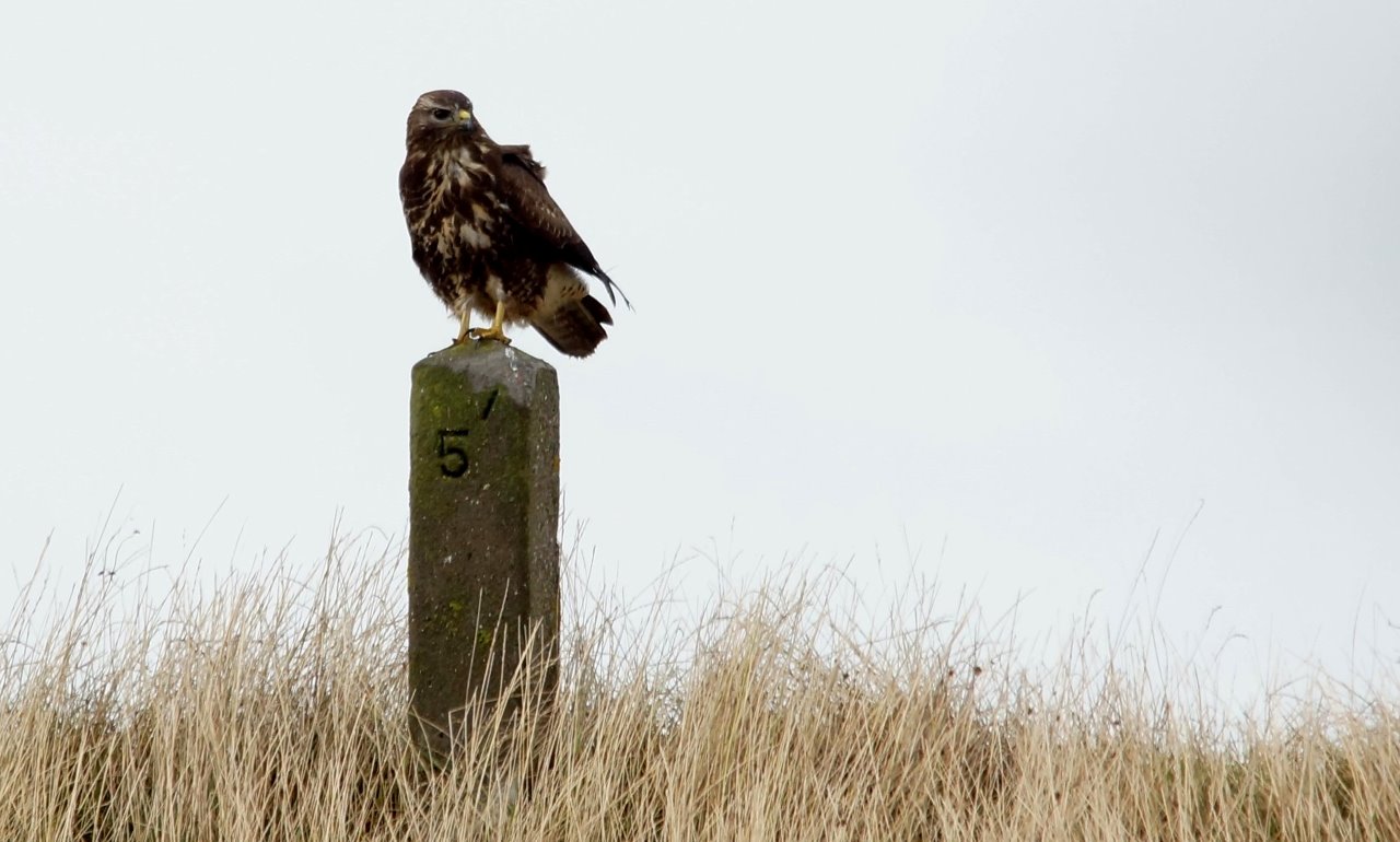 buizerd 1