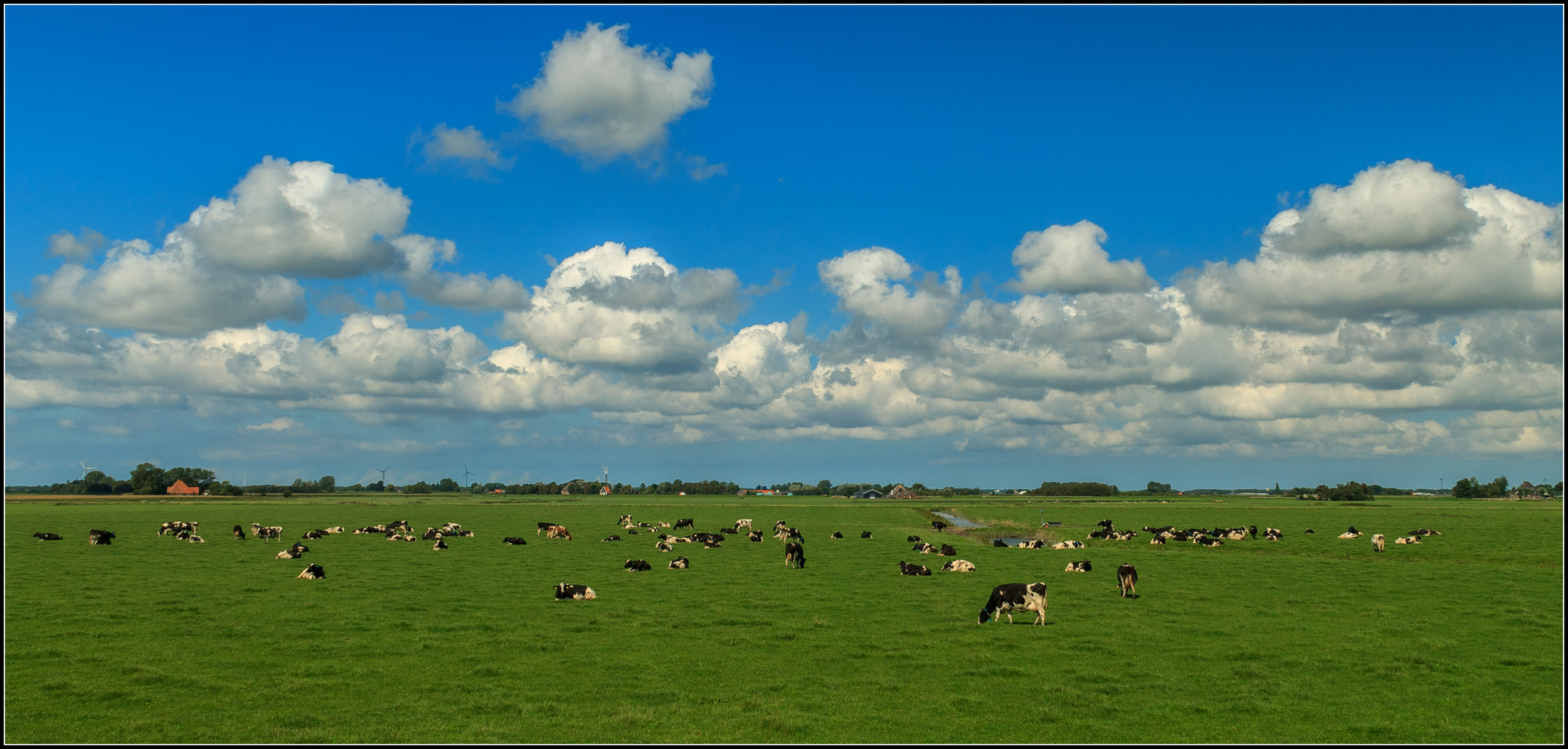 Hollandser kan het niet.