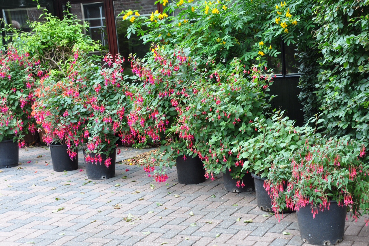 Fuchsia potten