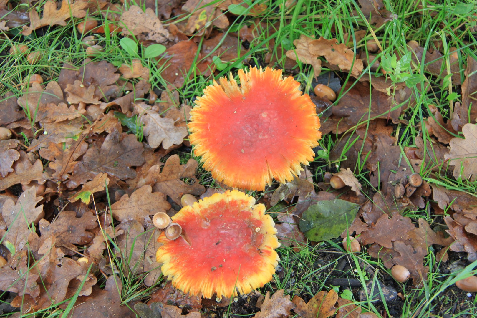 2 gekartelde paddenstoelen