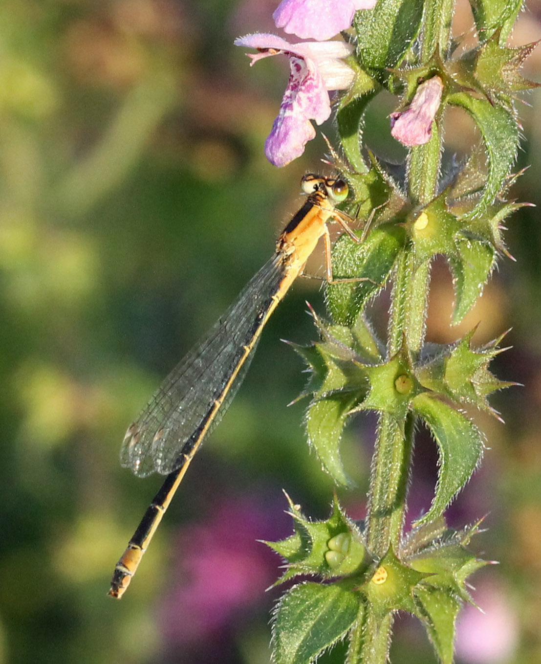 Juffer in de avondzon