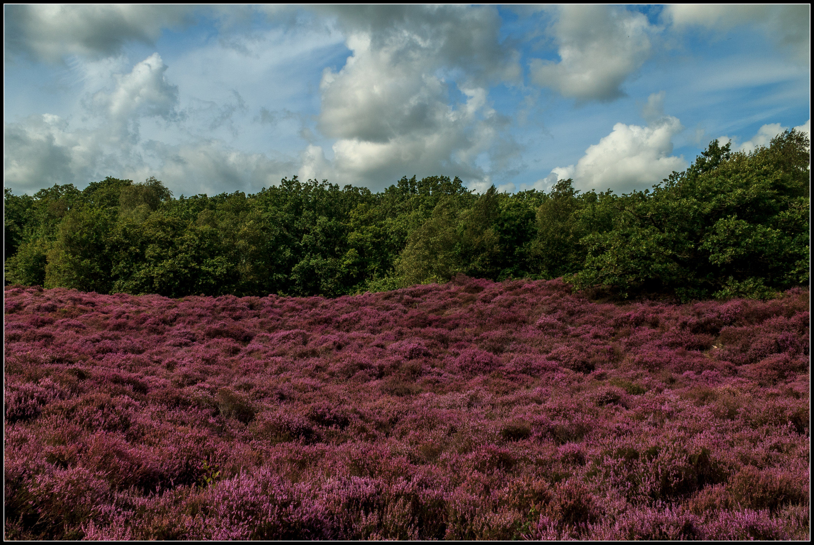 Hei bos Bergen (NH).