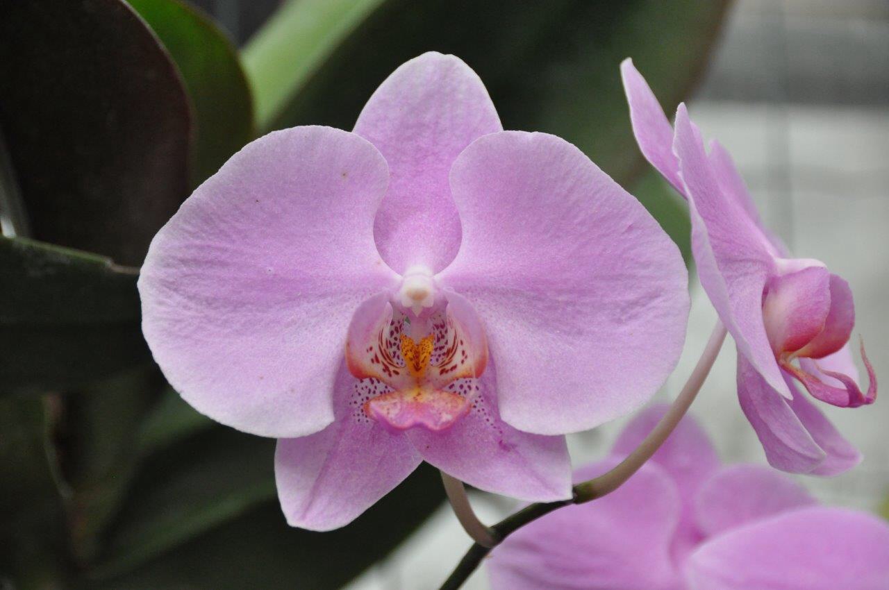 Orchidee 3