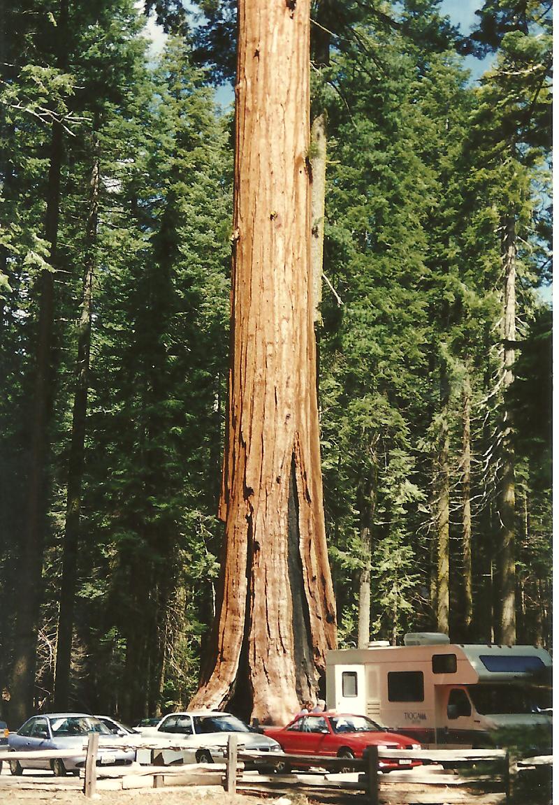 Sequoia boom