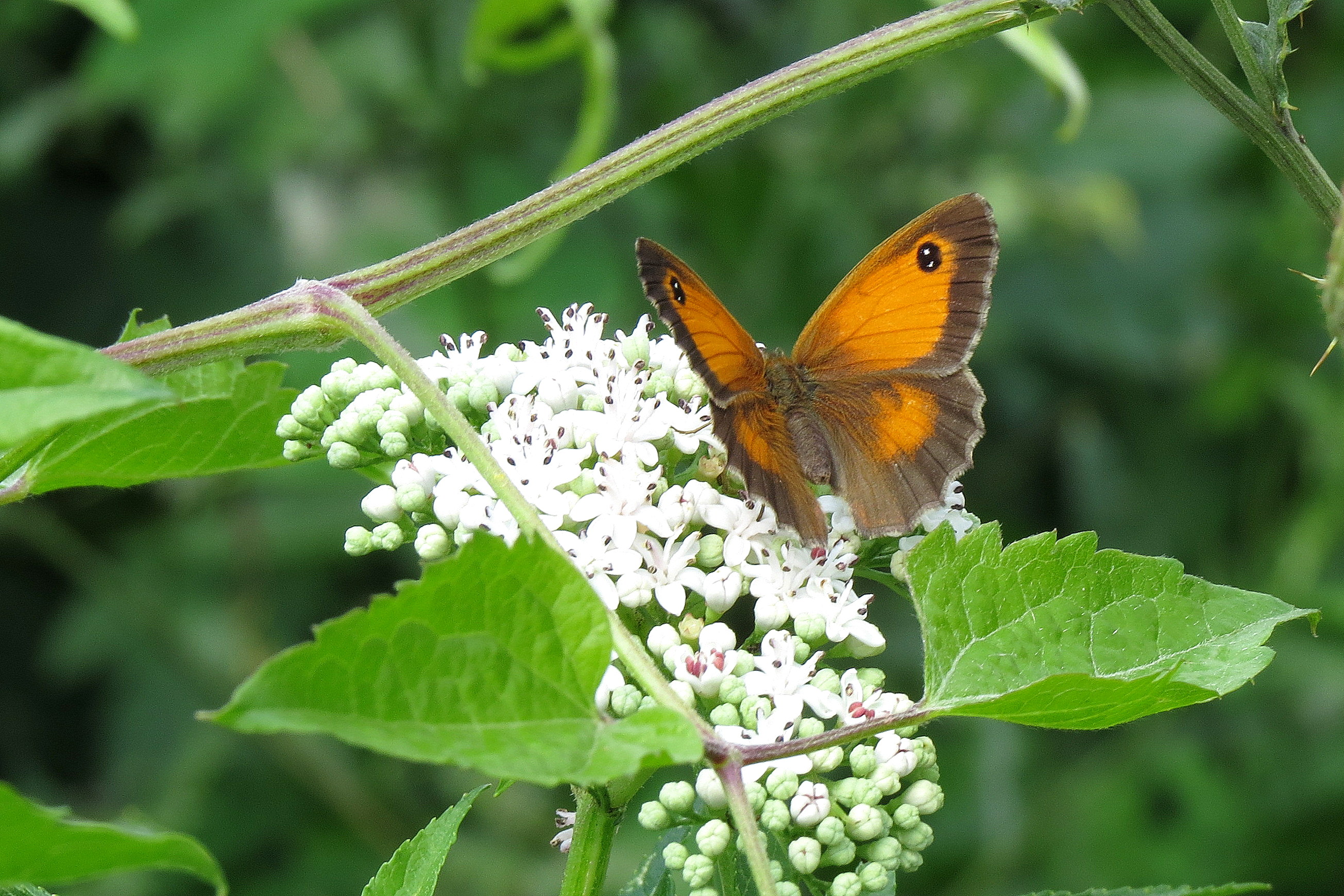 Godin van de dageraad