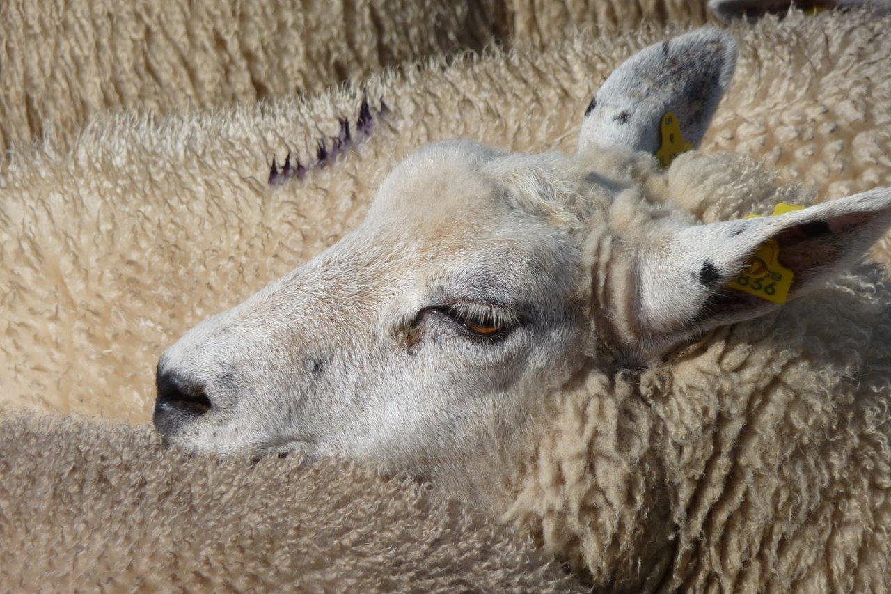 Schapen 4