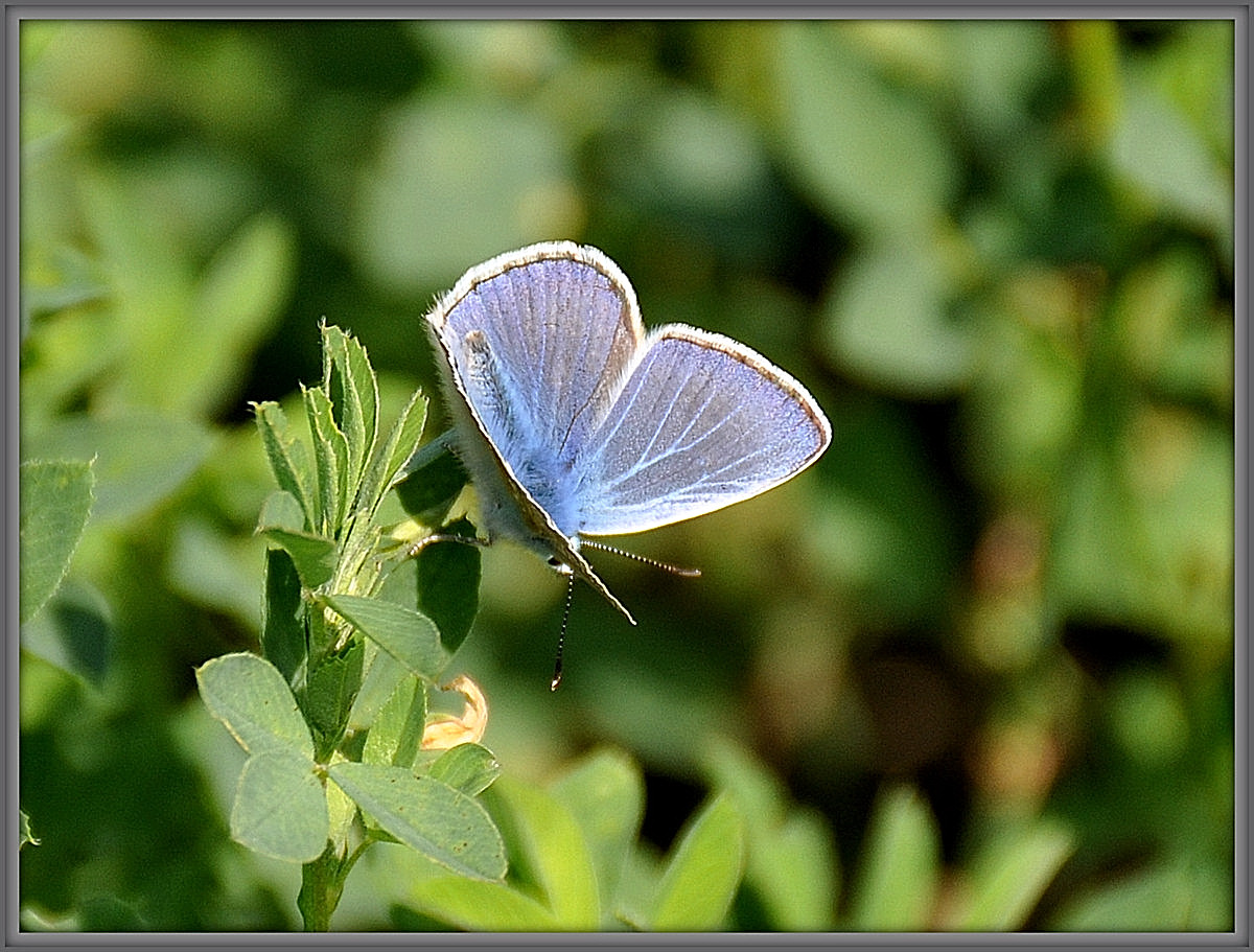 Icarusblauwtje.