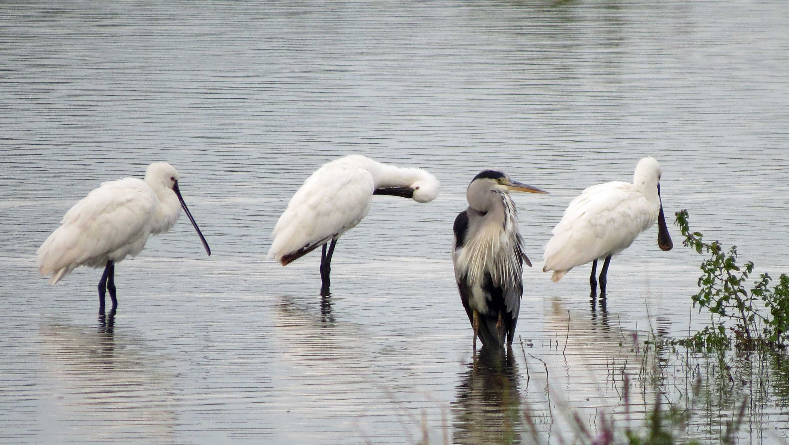 Gewoon niet kijken...