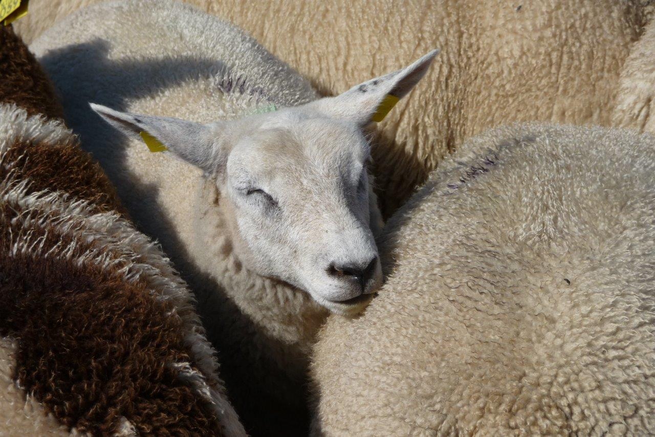 Schapen 2