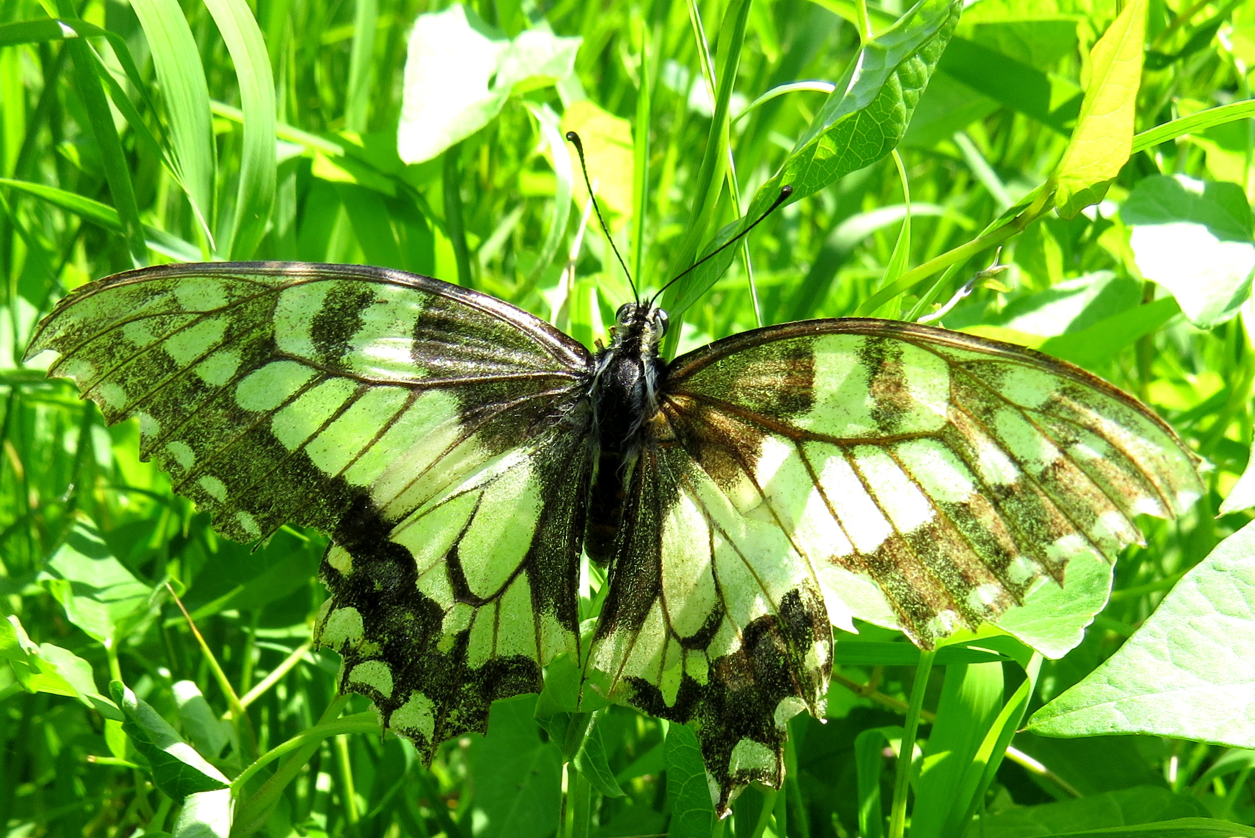 Van de troon gevallen