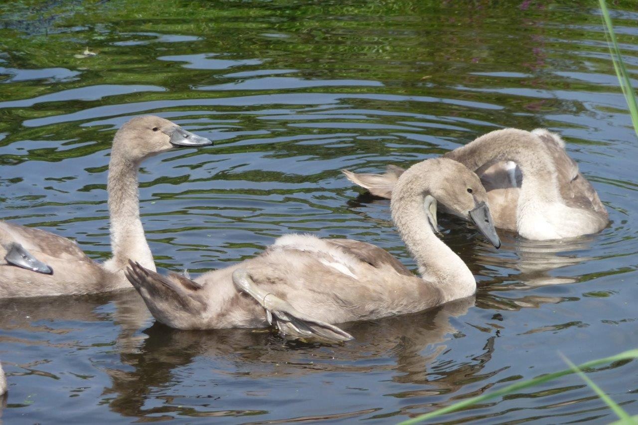Jonge zwanen 2