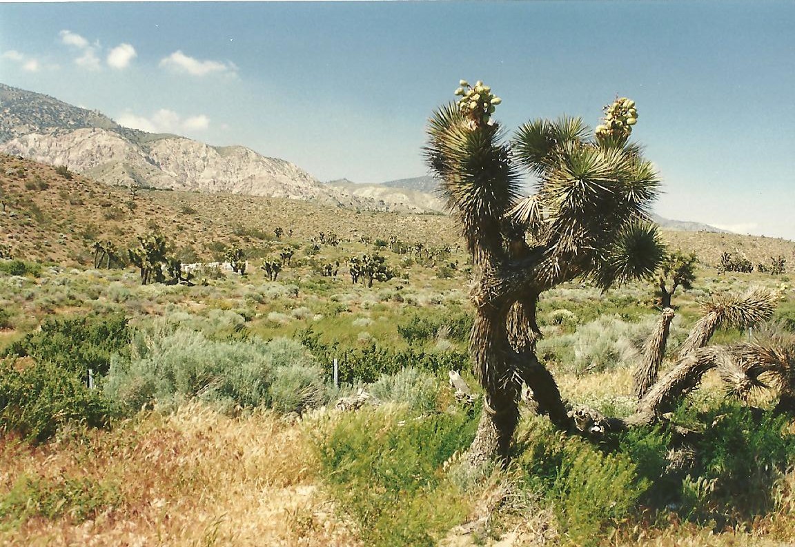Joshua Treepark