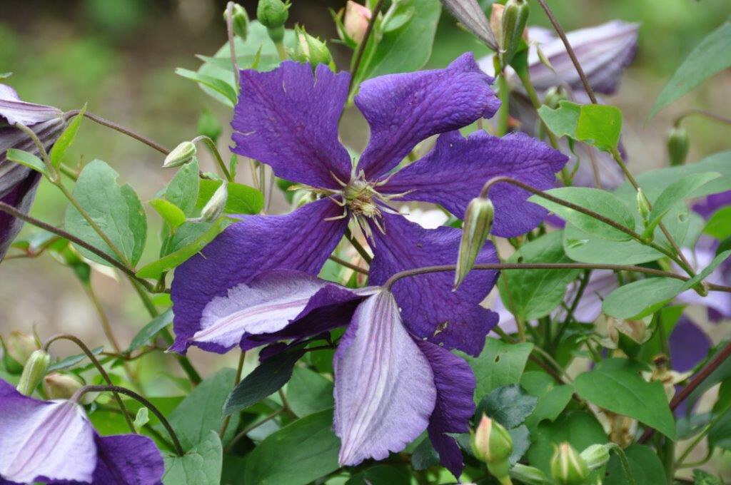 Clematis