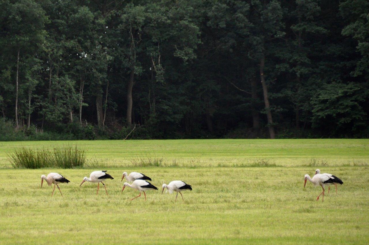 Ooievaars 2