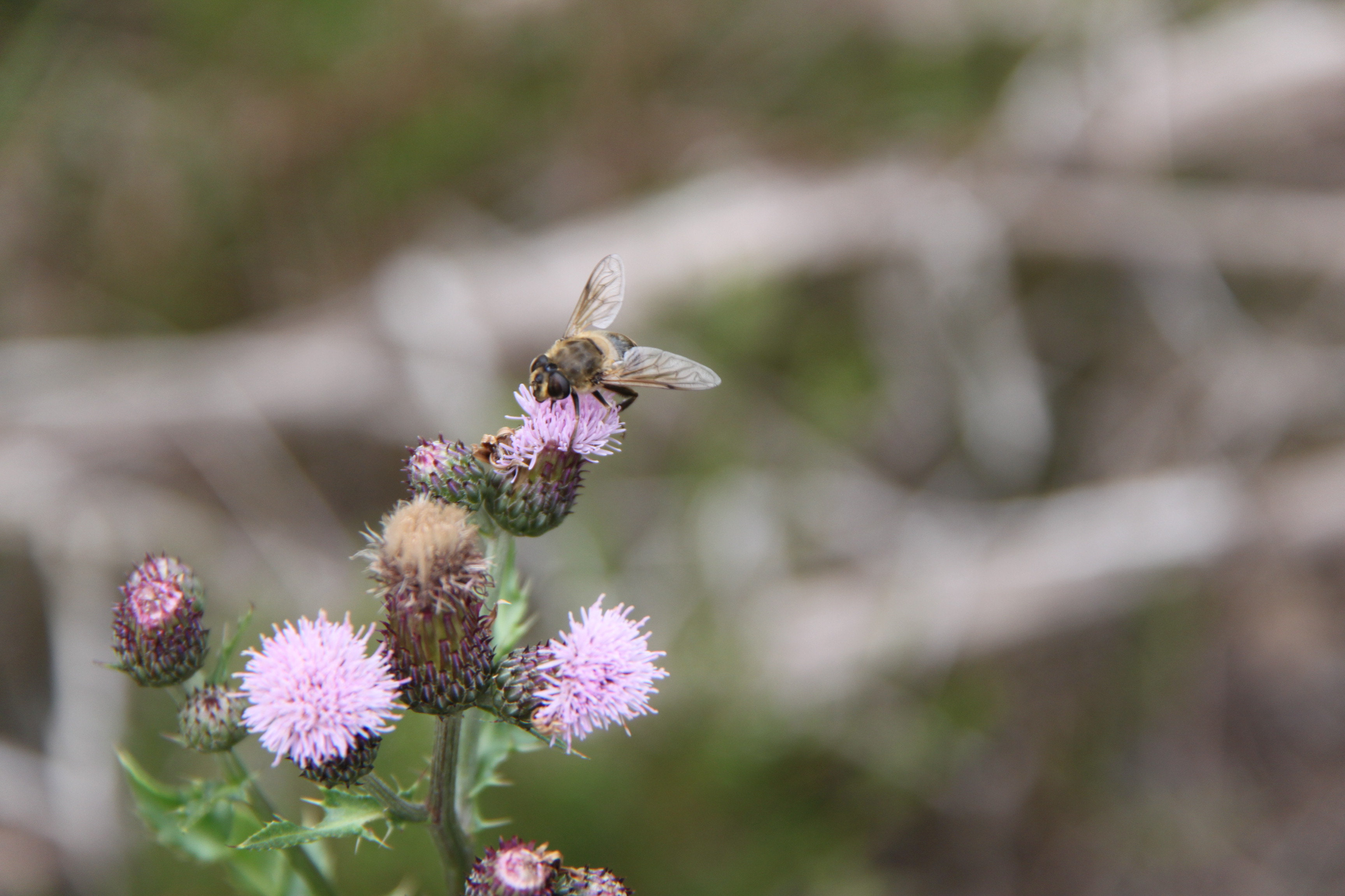Distel met bij