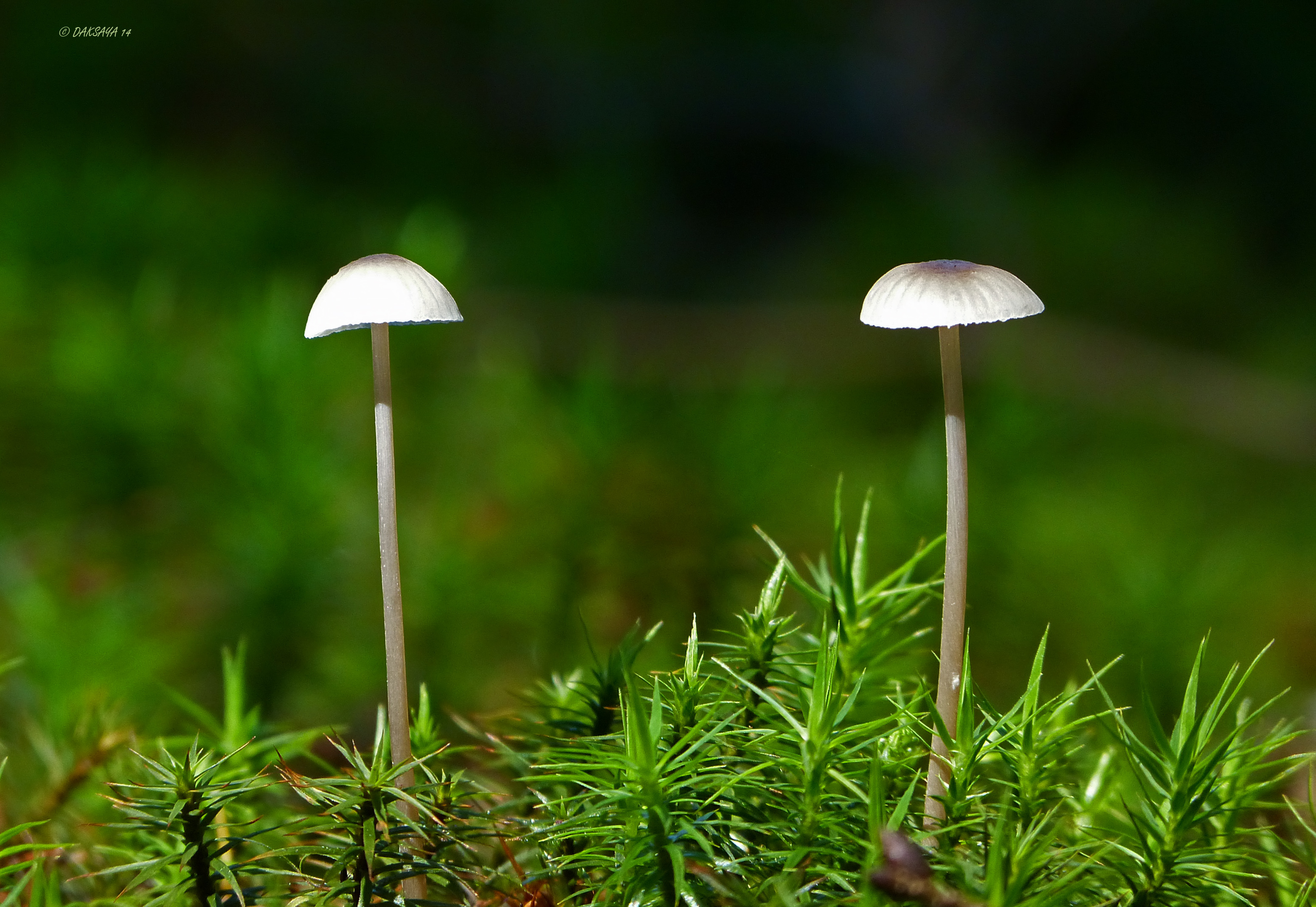 Wij zijn even even groot