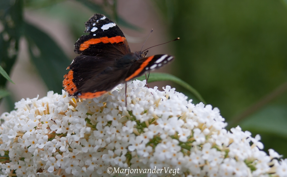 Vanessa Atalanta