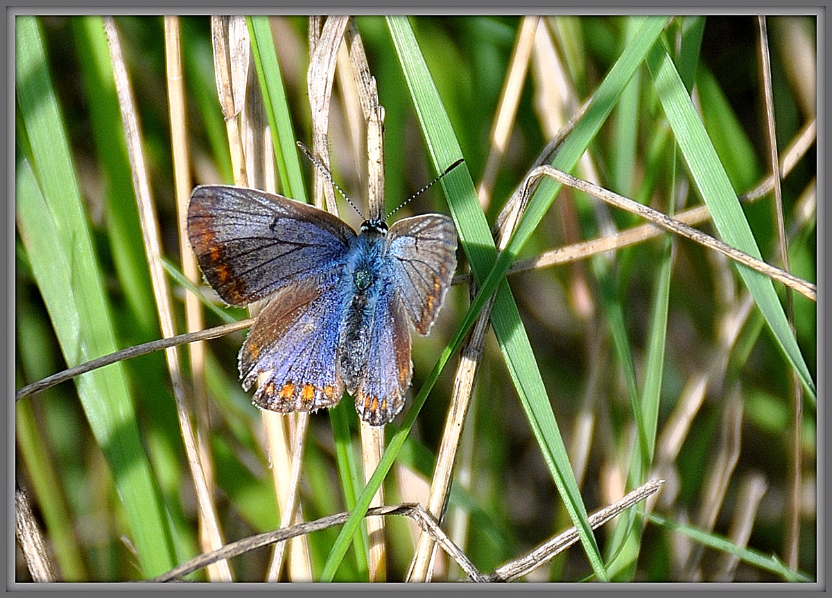 Icarusblauwtje.