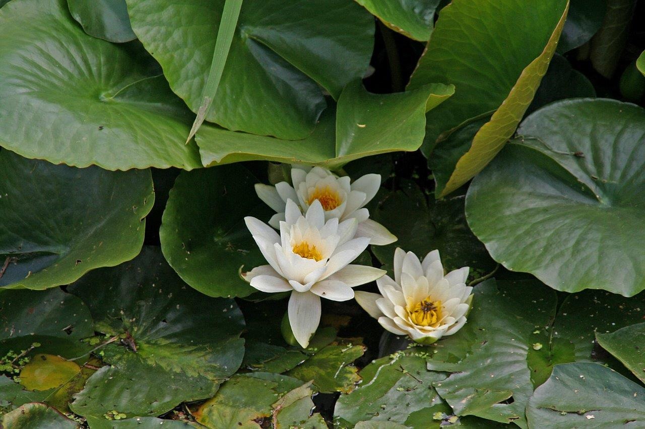 Waterlelies 3