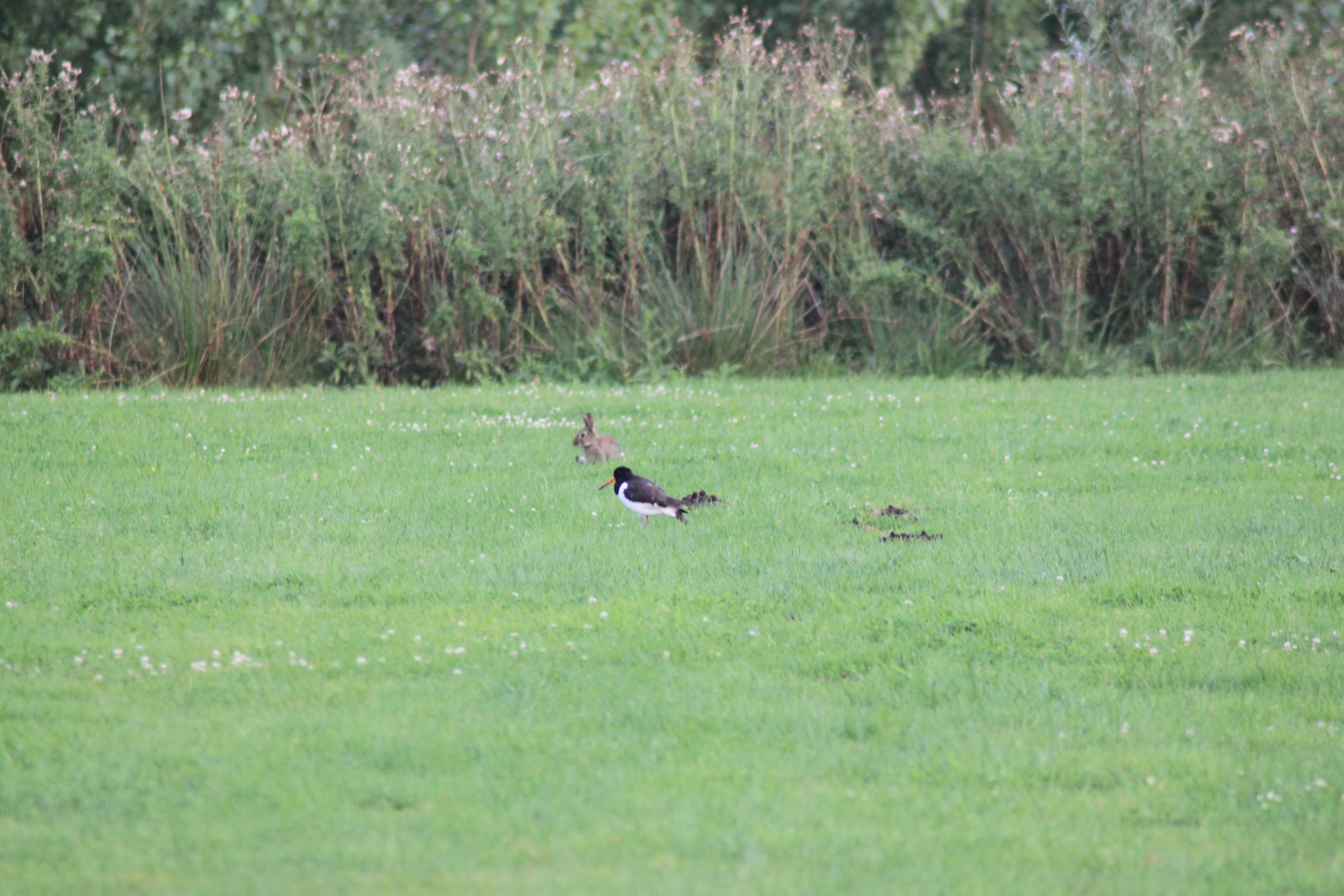 Konijn en scholekster