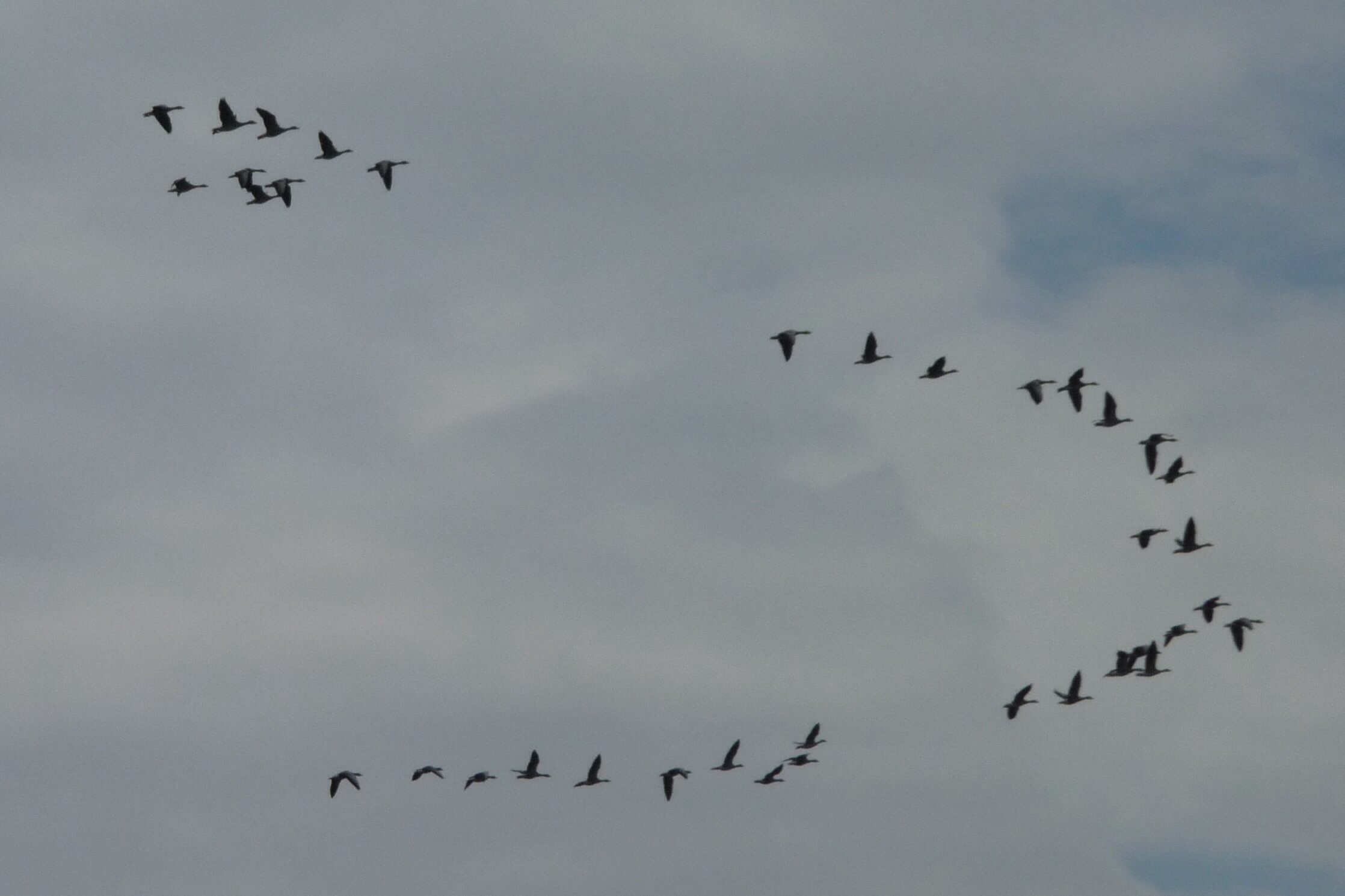 Overtrekkende ganzen 2